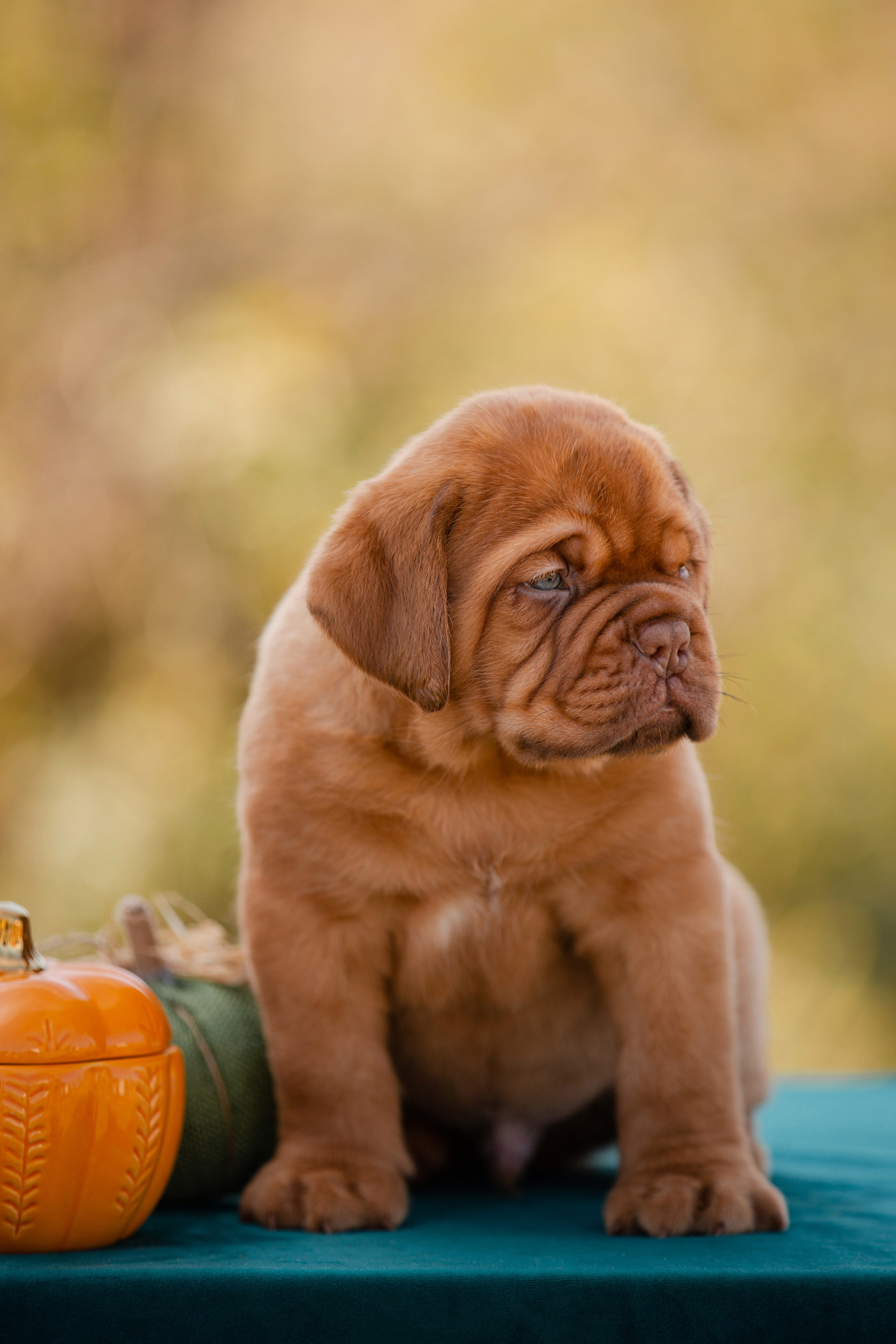 Фотосъёмка щенков. Фотограф-анималист в Краснодаре Маша Мельникова