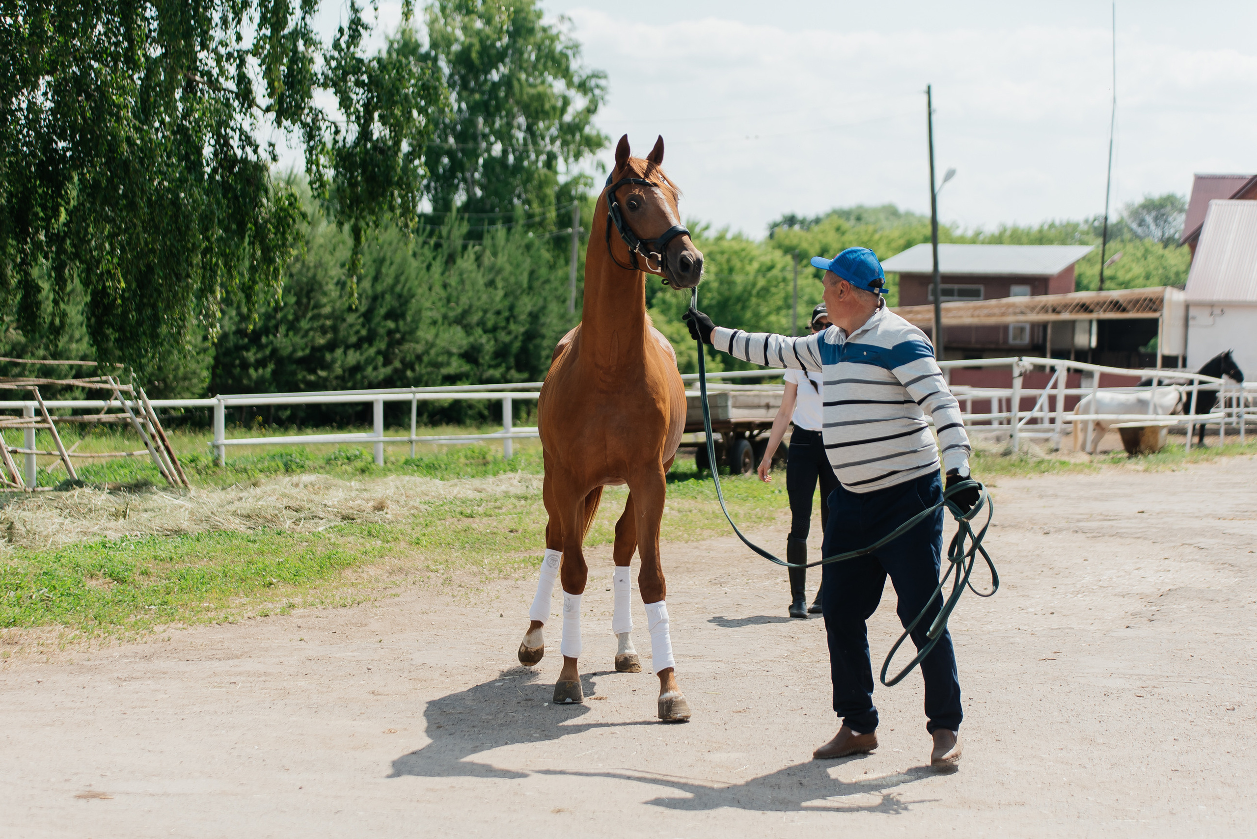 ВНИИК 17.06.2023. Кубок Евпатия Коловрата. Конкур. Фотограф Рязань