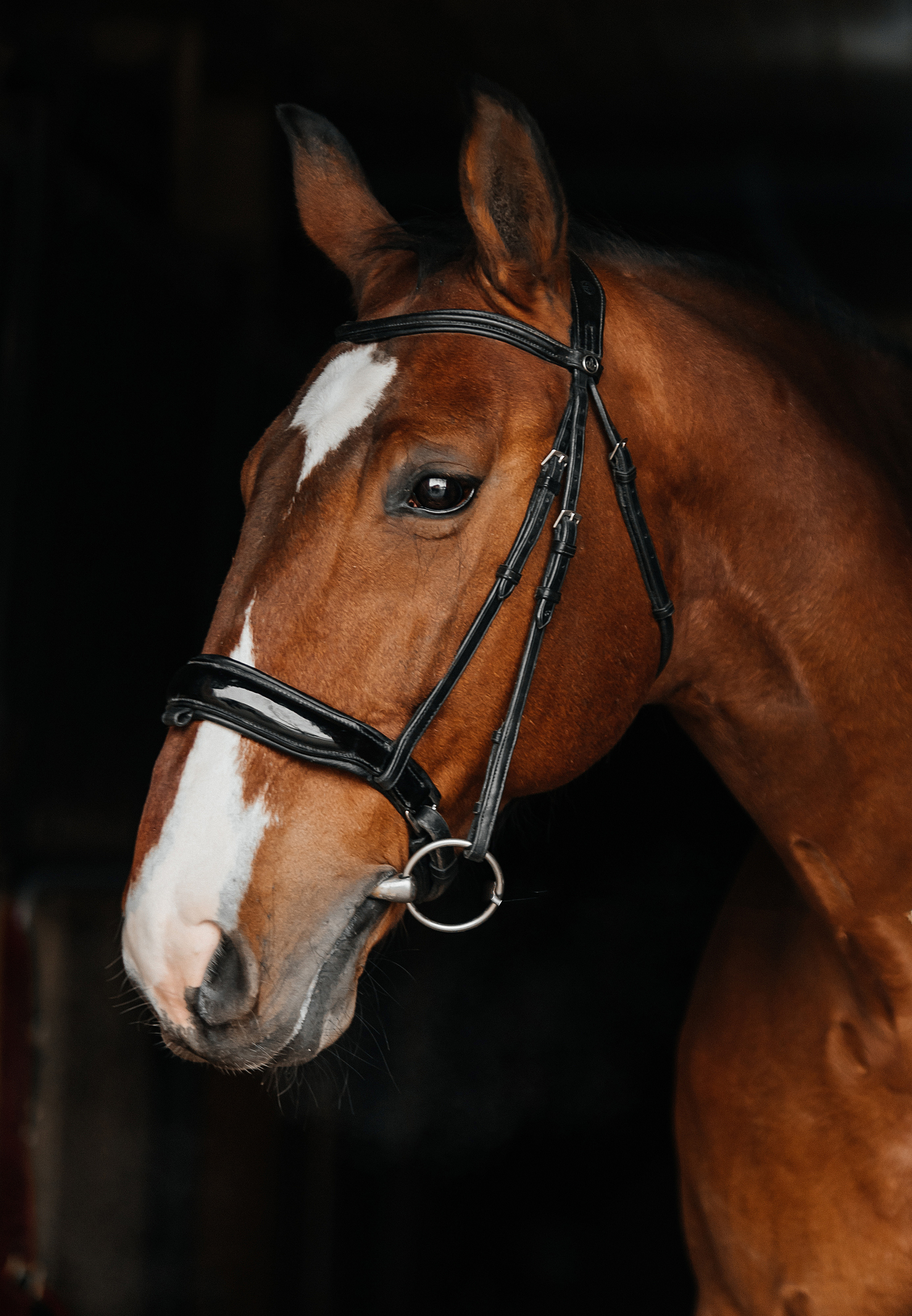 Фотосессии с лошадьми. Фотограф Рязань