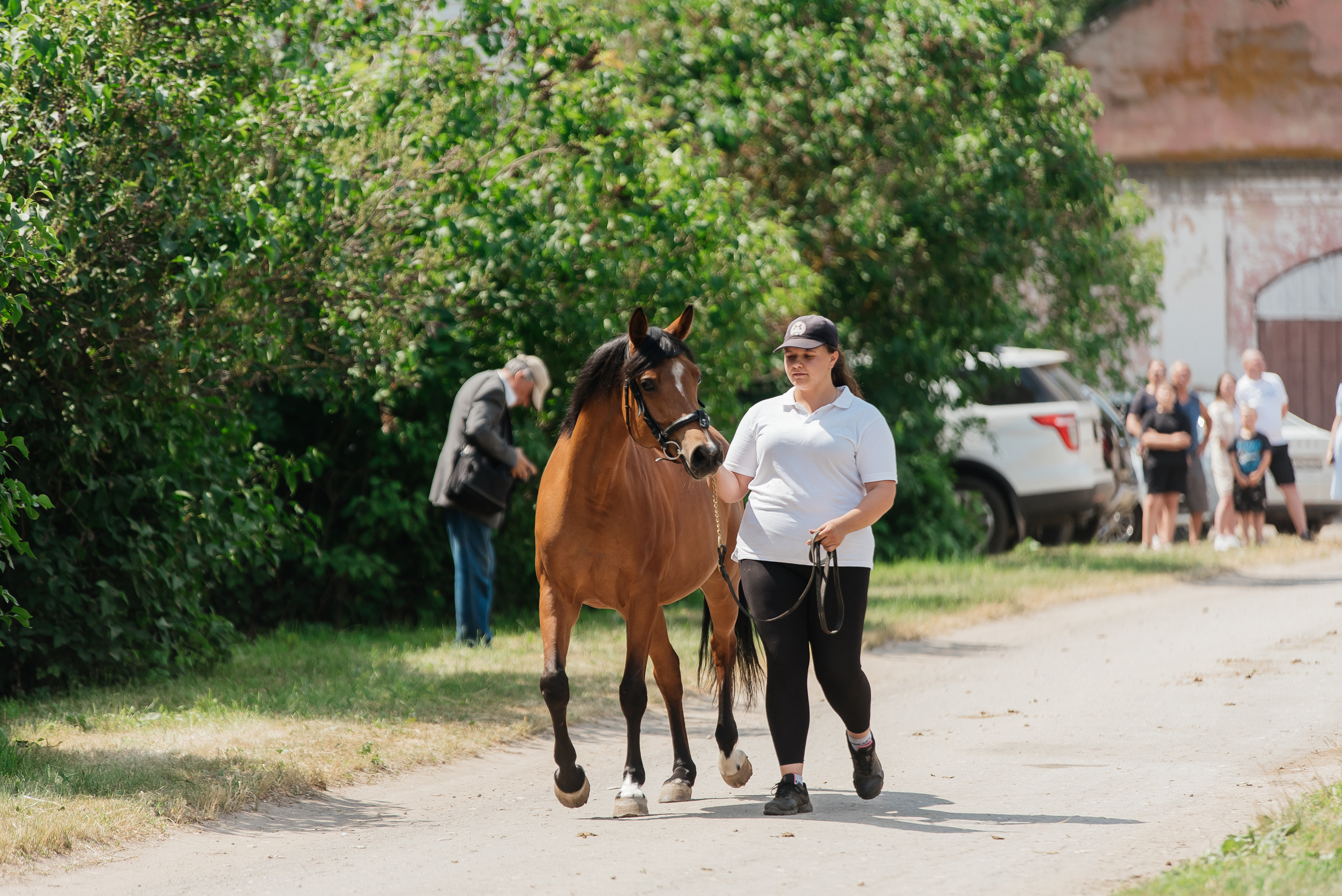 ВНИИК 17.06.2023. Кубок Евпатия Коловрата. Конкур. Фотограф Рязань