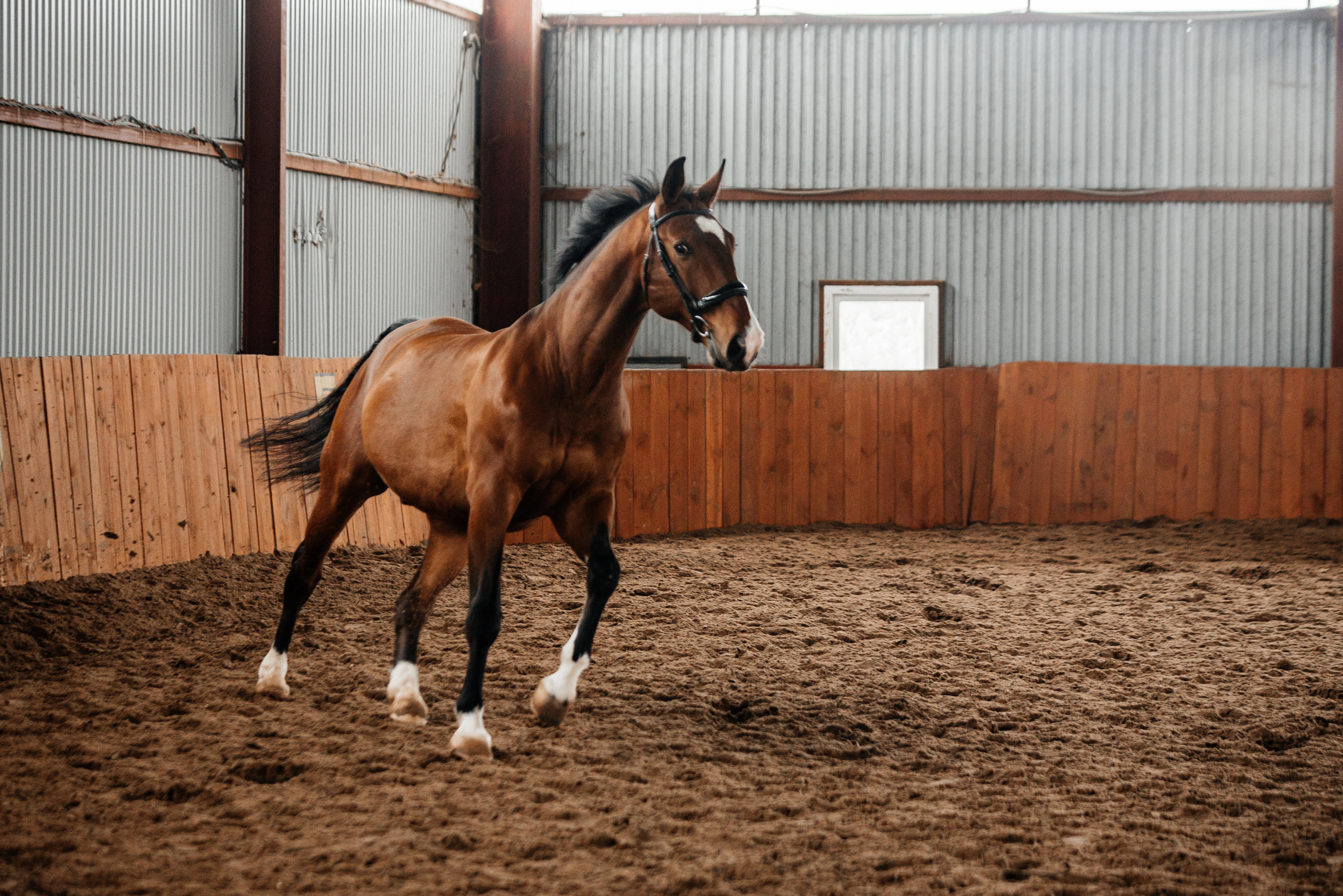 Фотосессии с лошадьми. Фотограф Рязань