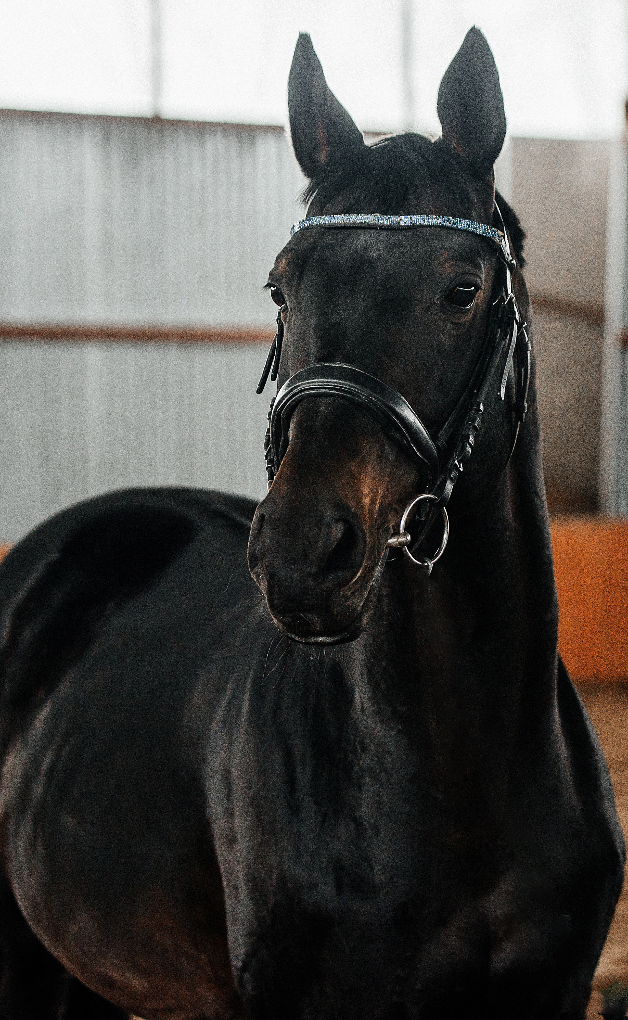 Фотосессии с лошадьми. Фотограф Рязань