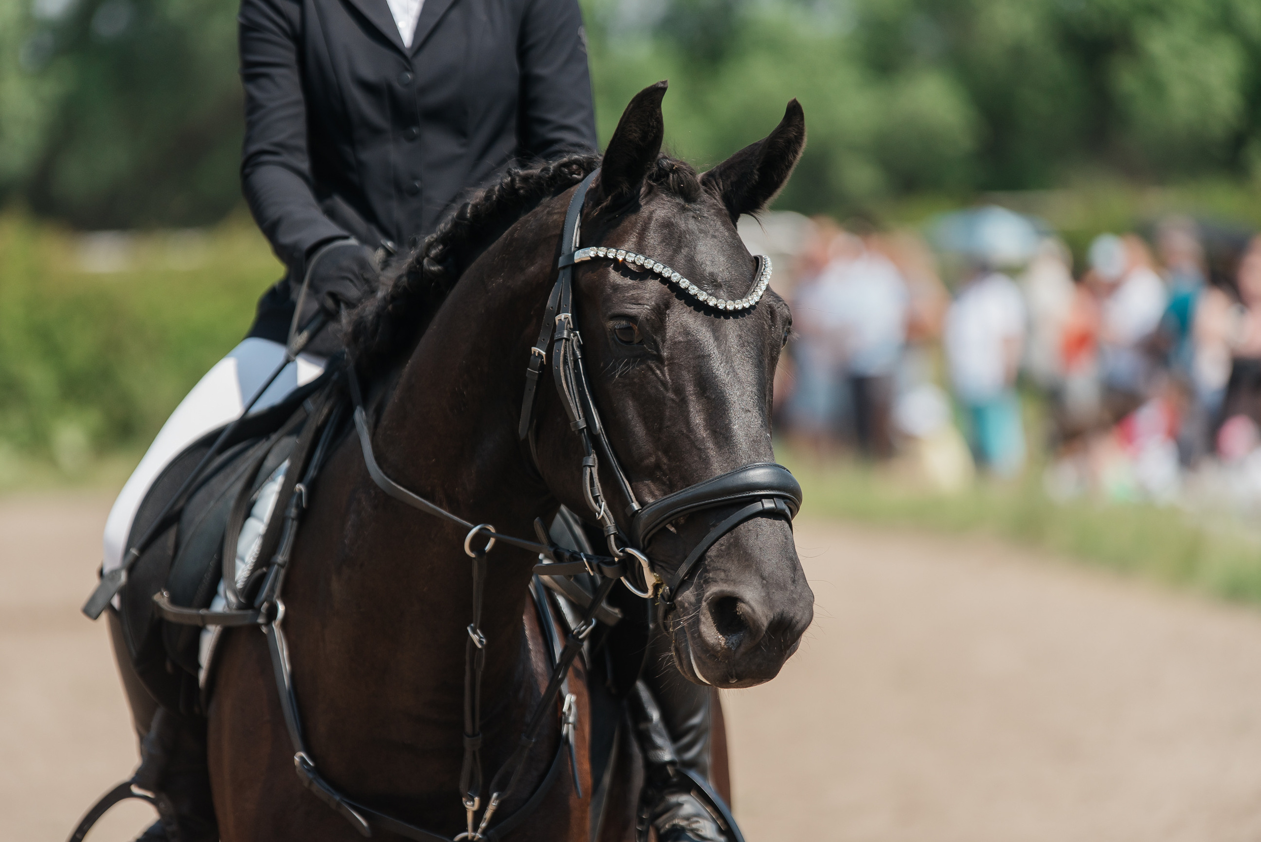 ВНИИК 17.06.2023. Кубок Евпатия Коловрата. Конкур. Фотограф Рязань