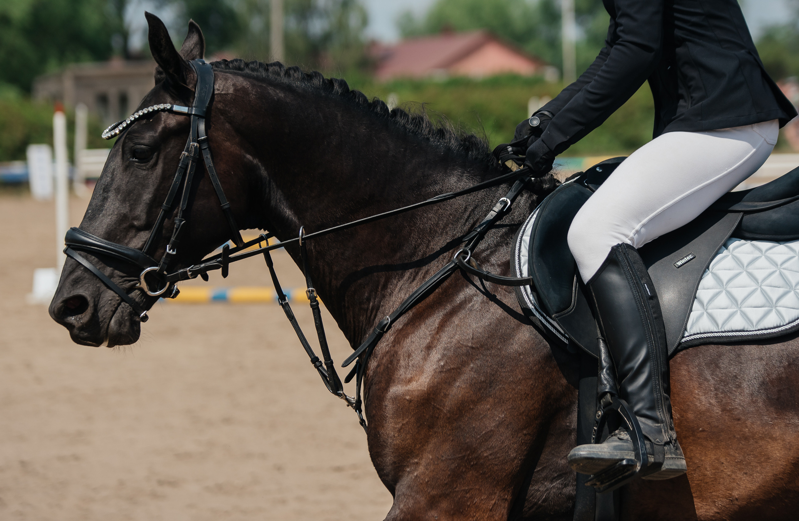 ВНИИК 17.06.2023. Кубок Евпатия Коловрата. Конкур. Фотограф Рязань