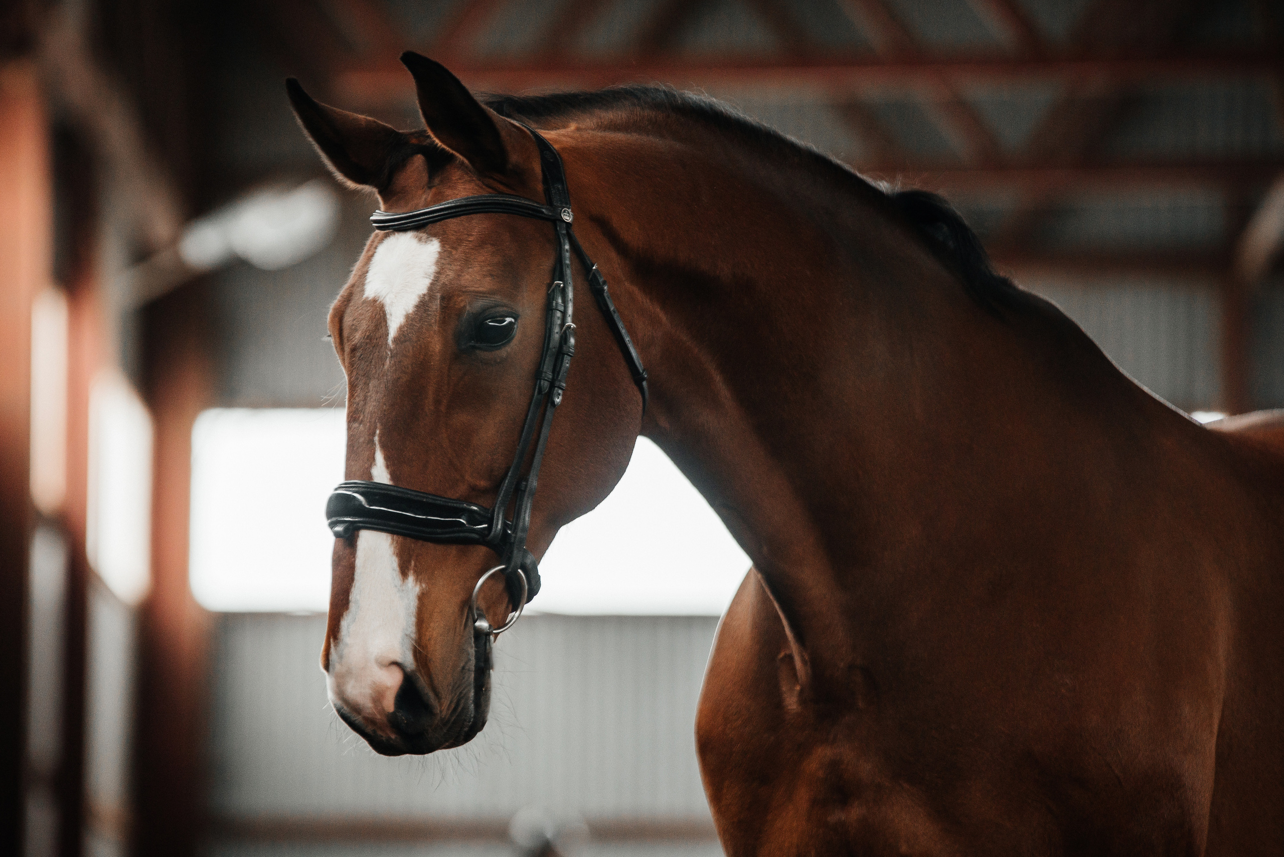 Фотосессии с лошадьми. Фотограф Рязань