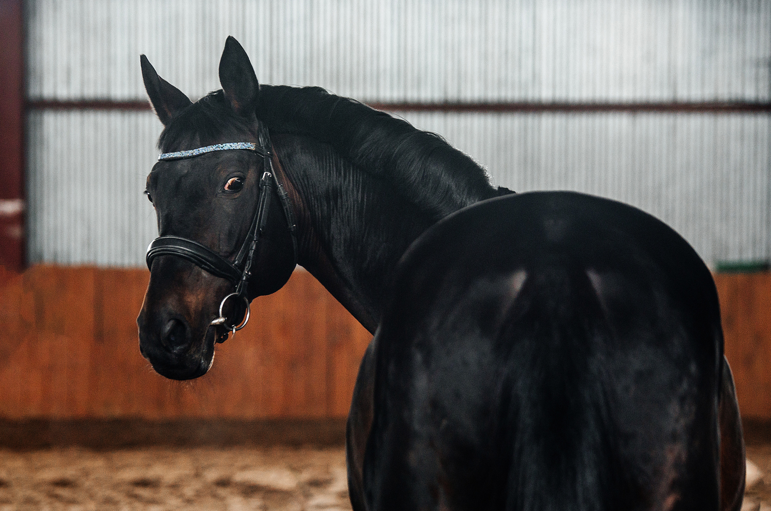 Фотосессии с лошадьми. Фотограф Рязань