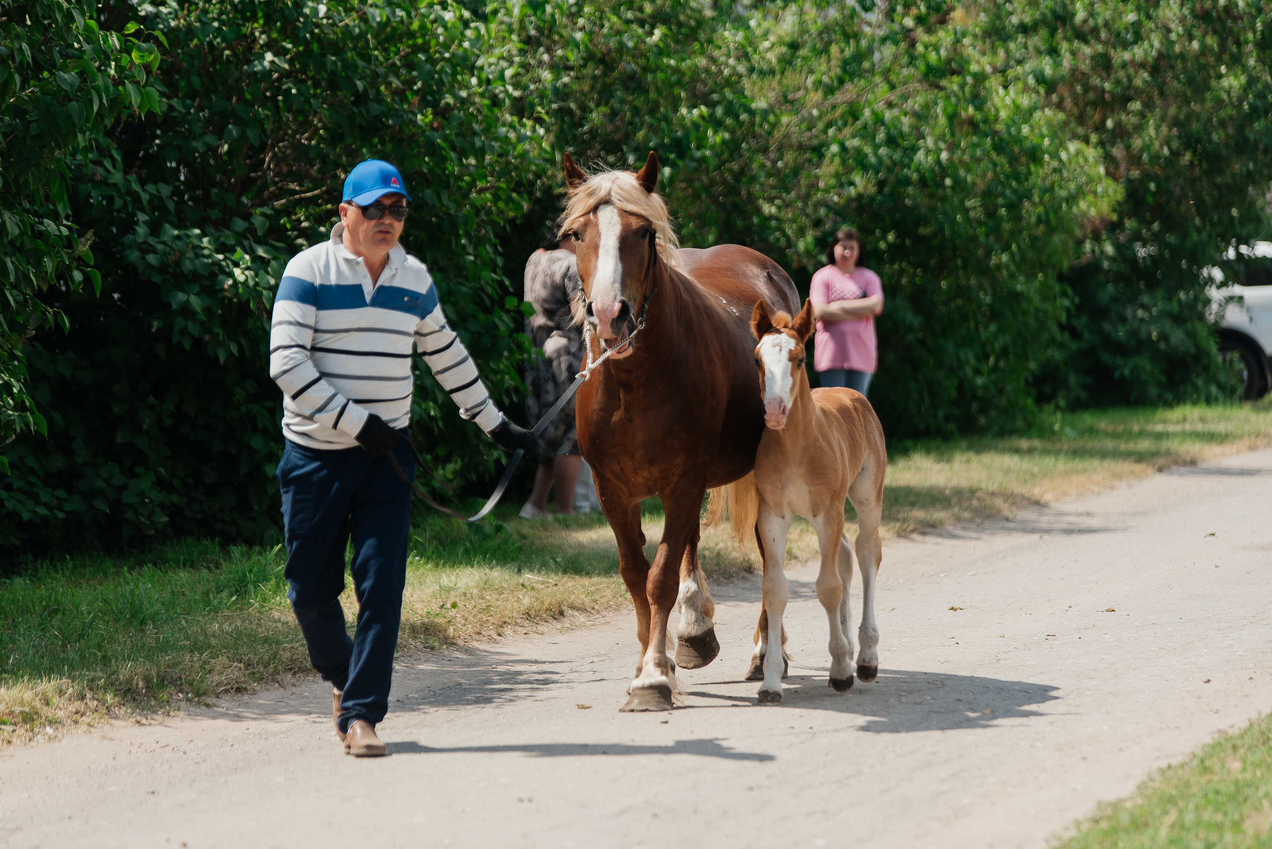 ВНИИК 17.06.2023. Кубок Евпатия Коловрата. Конкур. Фотограф Рязань