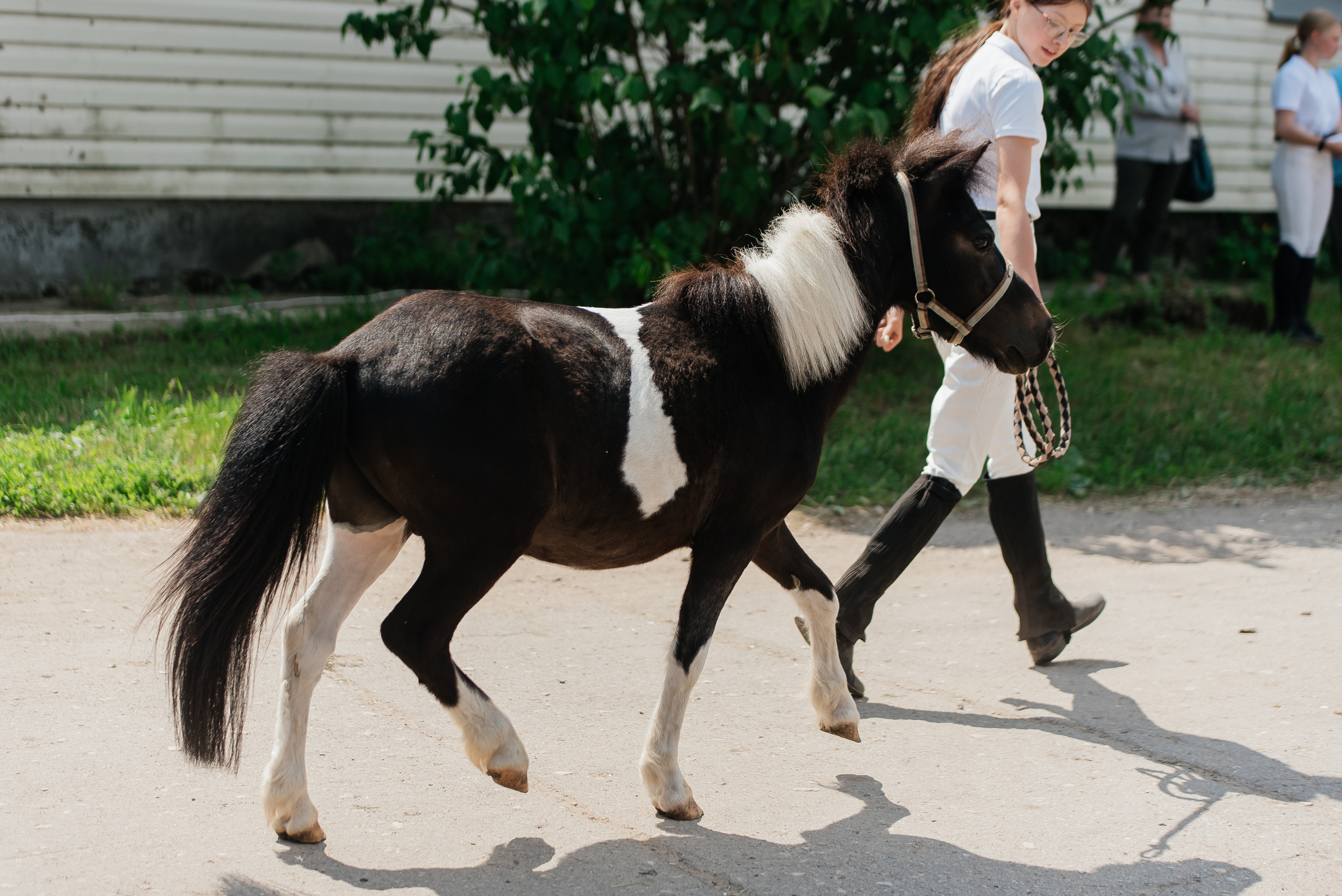 ВНИИК 17.06.2023. Кубок Евпатия Коловрата. Конкур. Фотограф Рязань