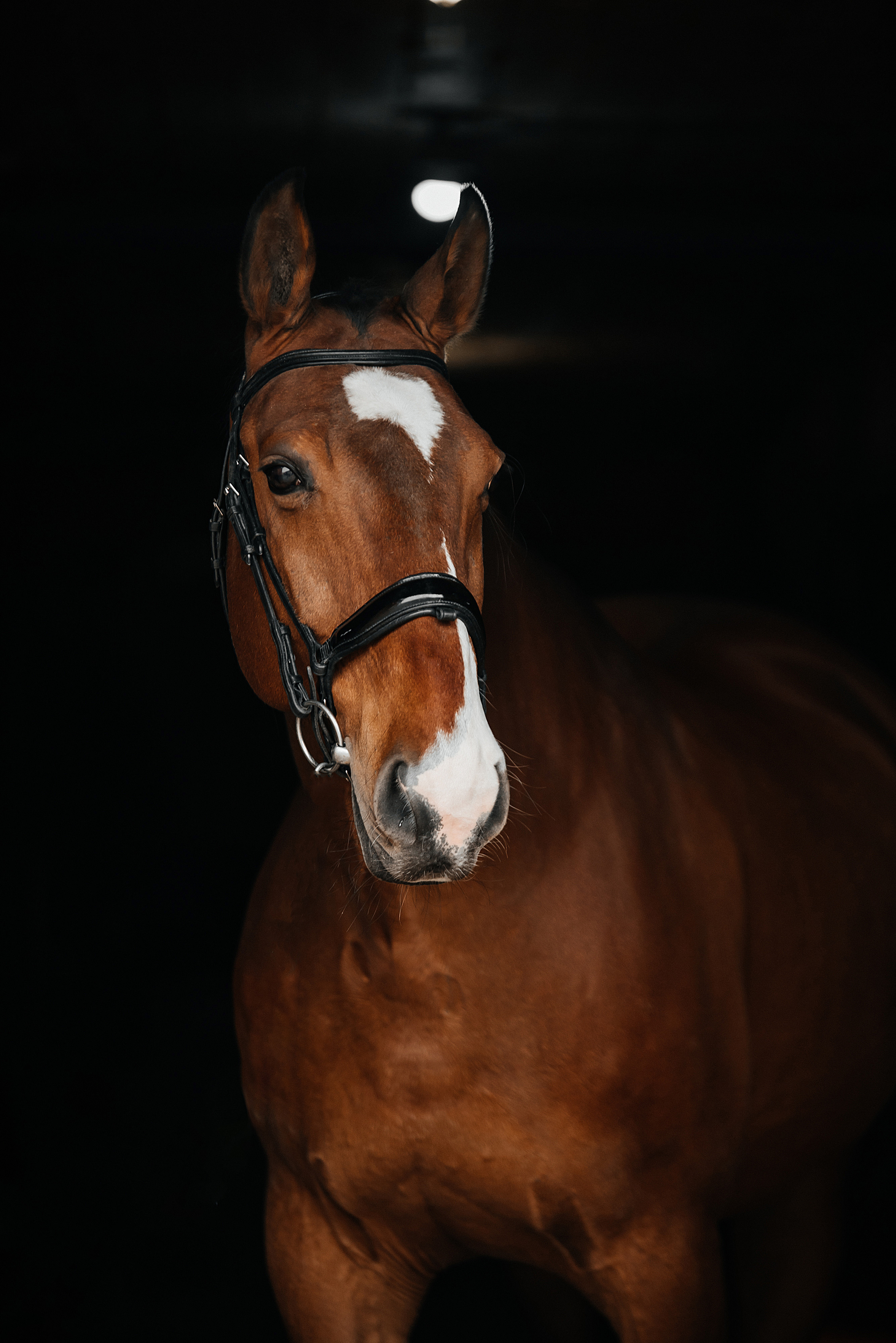 Фотосессии с лошадьми. Фотограф Рязань