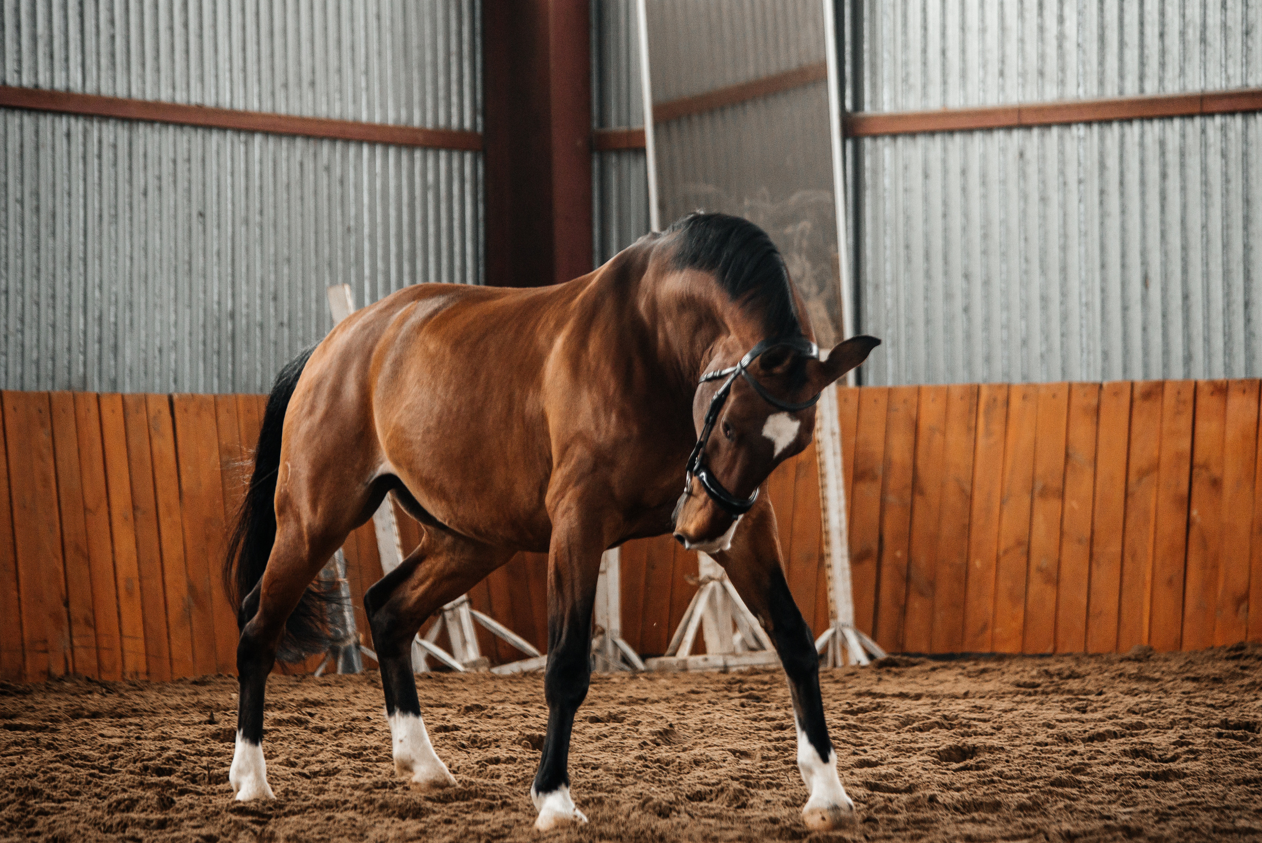 Фотосессии с лошадьми. Фотограф Рязань