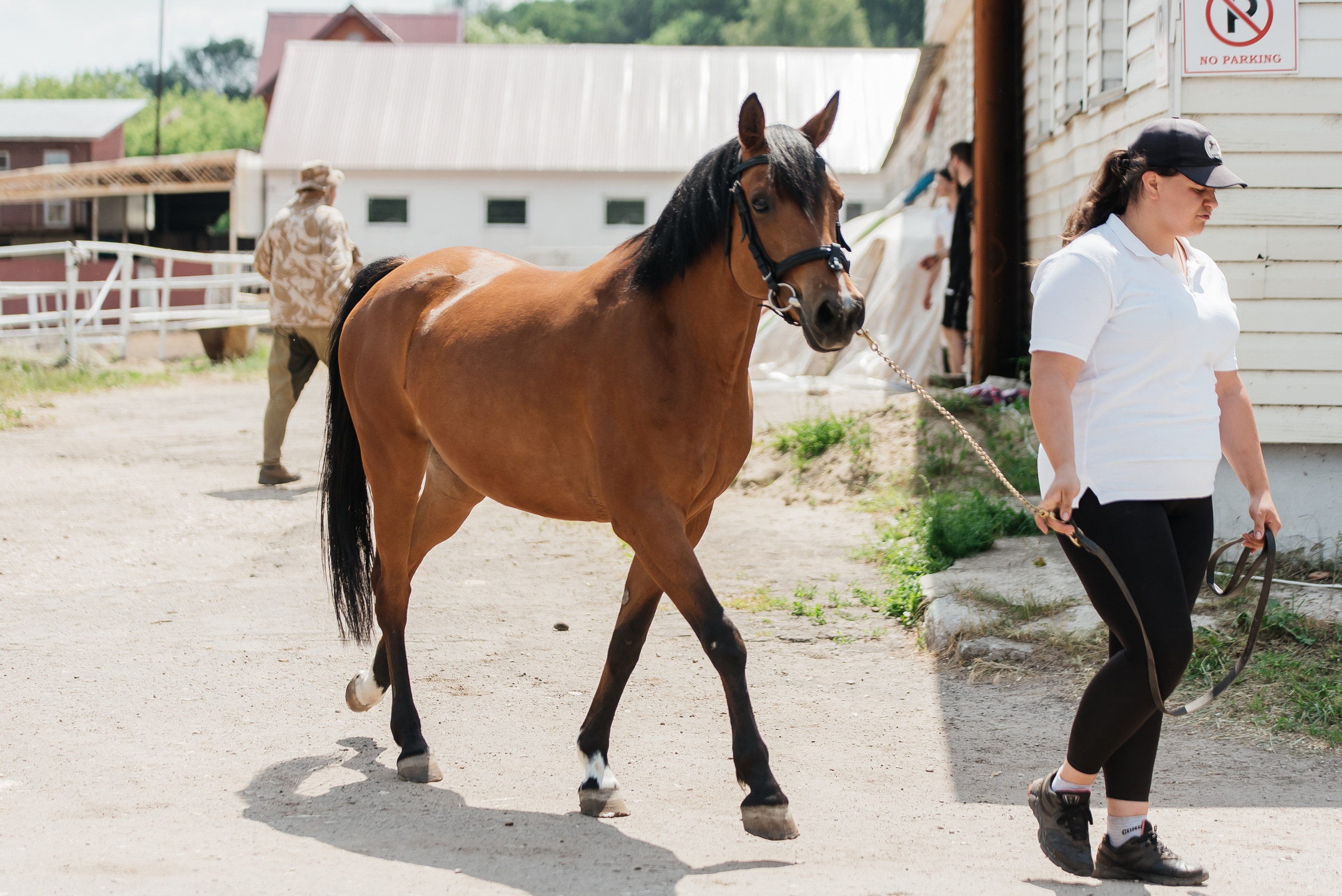 ВНИИК 17.06.2023. Кубок Евпатия Коловрата. Конкур. Фотограф Рязань