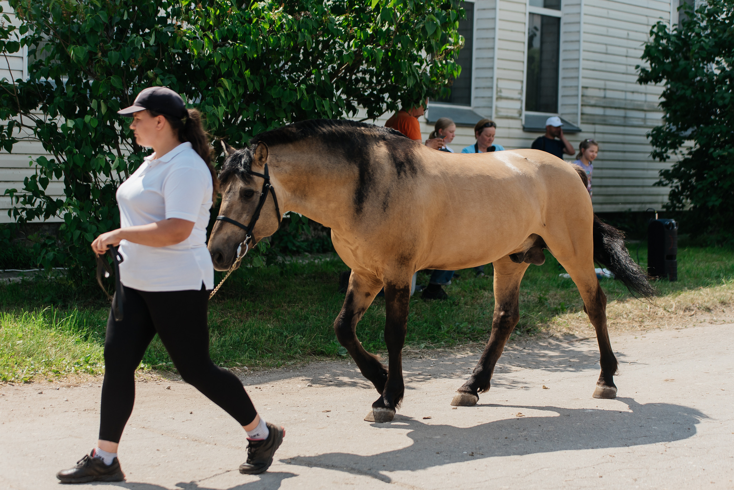 ВНИИК 17.06.2023. Кубок Евпатия Коловрата. Конкур. Фотограф Рязань