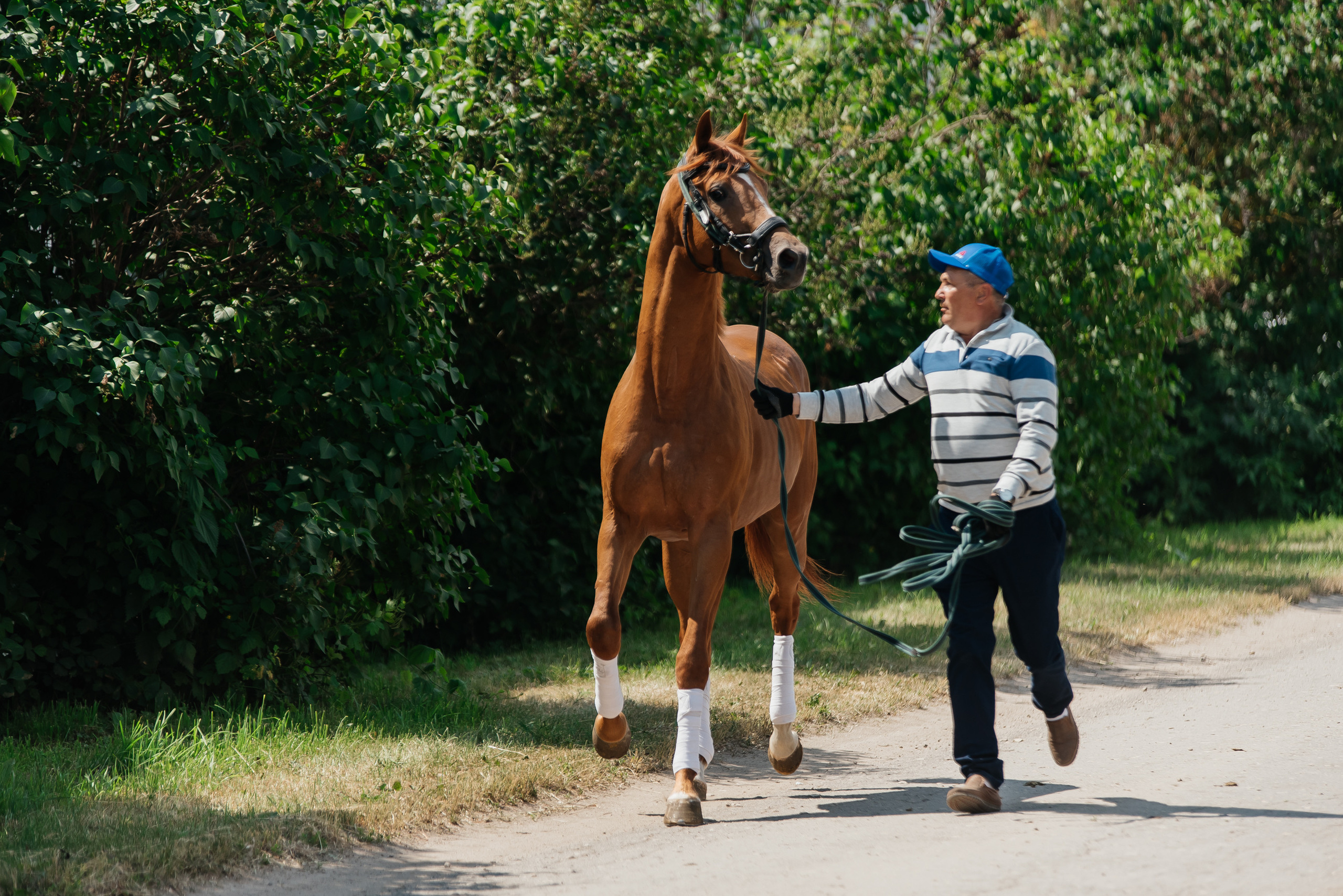 ВНИИК 17.06.2023. Кубок Евпатия Коловрата. Конкур. Фотограф Рязань
