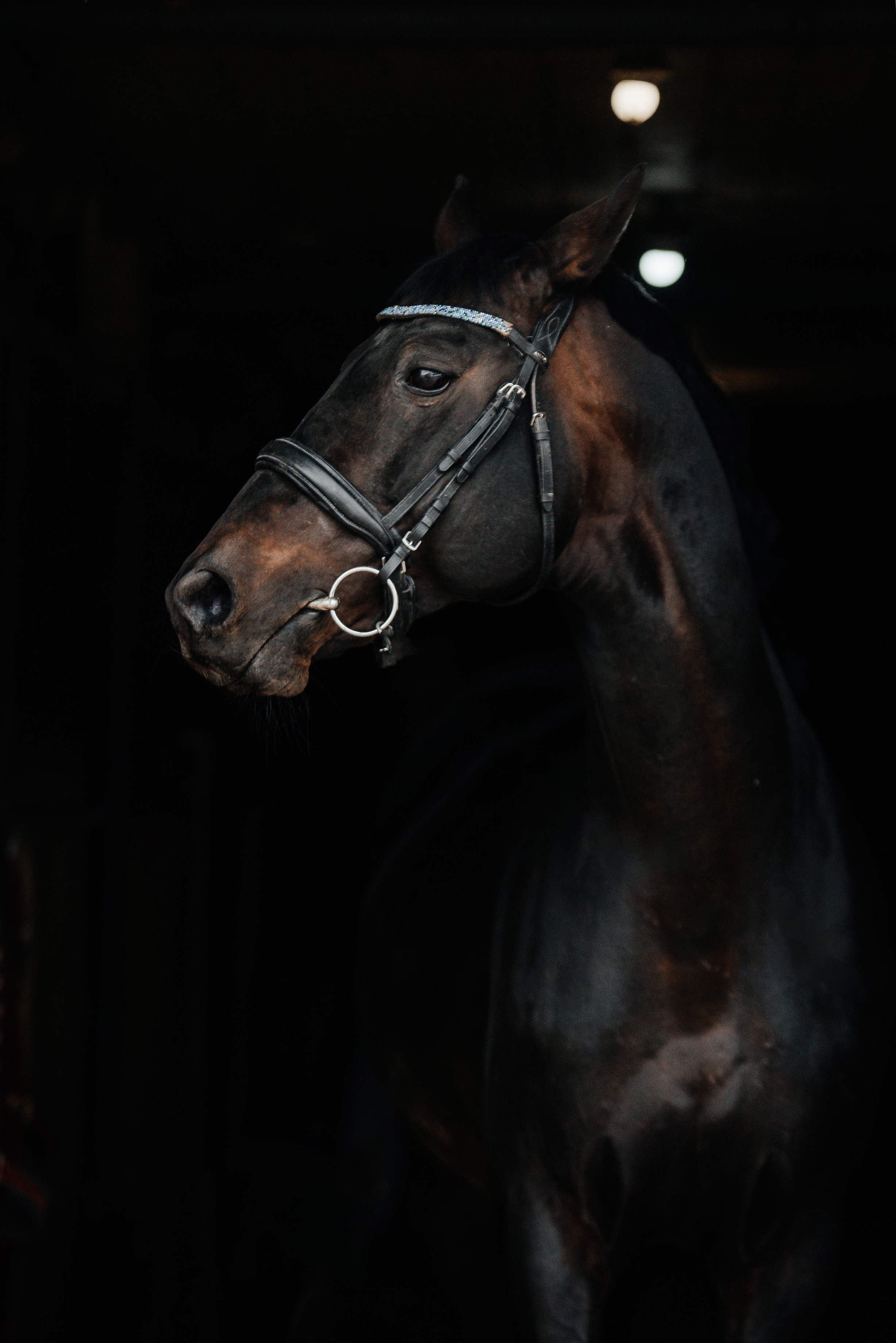 Фотосессии с лошадьми. Фотограф Рязань