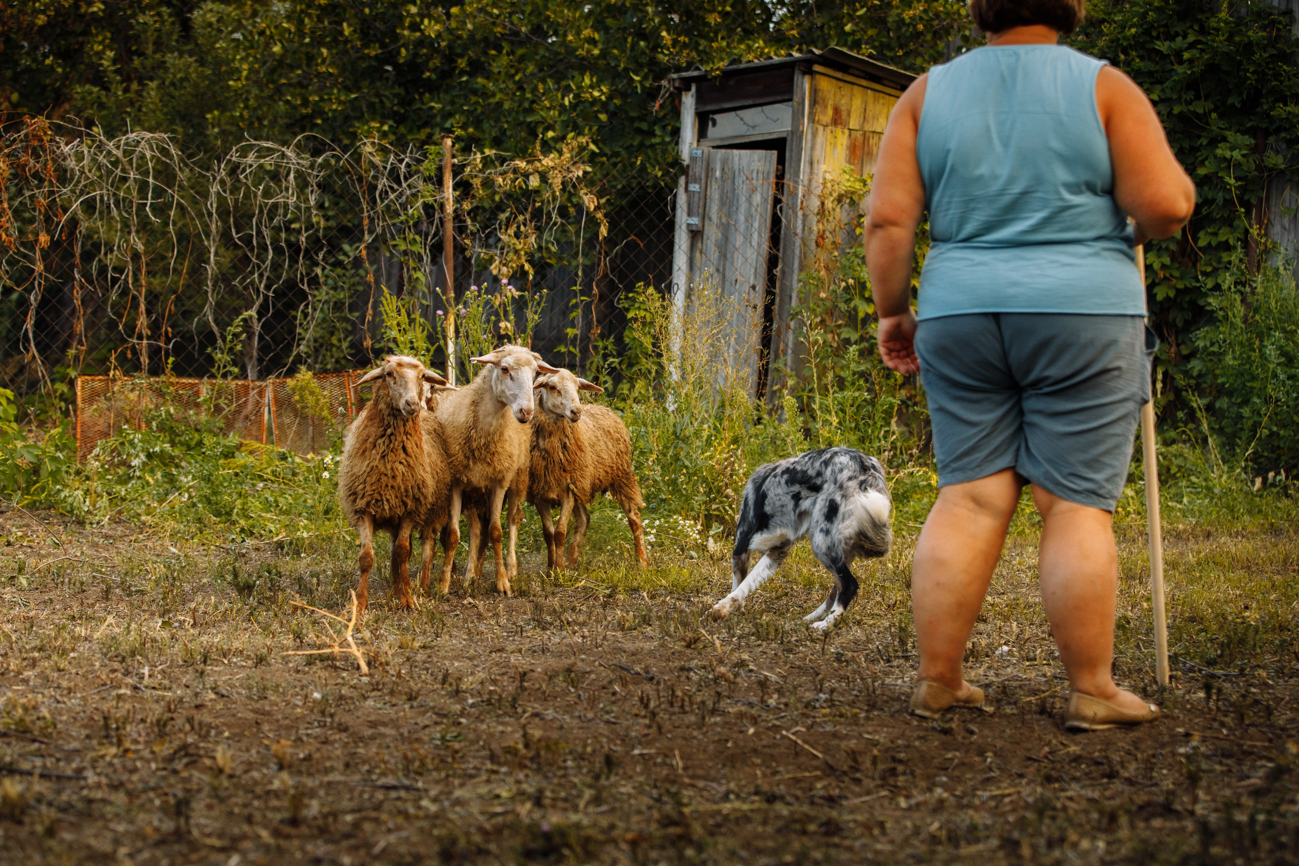 Овечий день. О нас