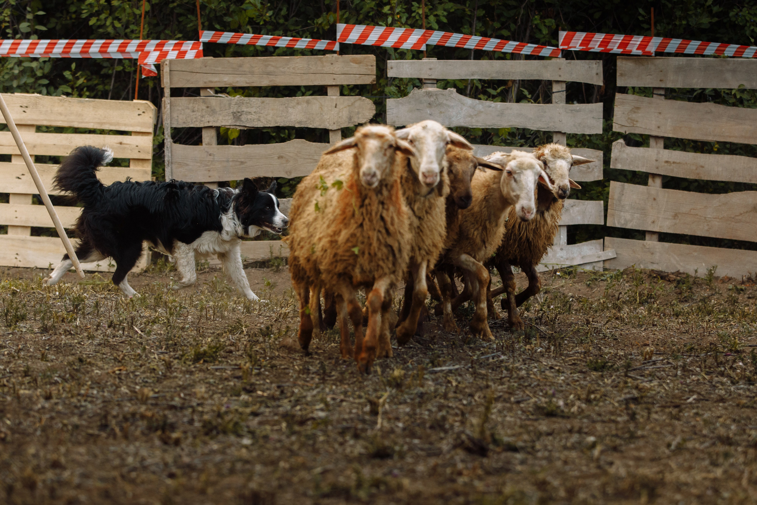 Овечий день. О нас