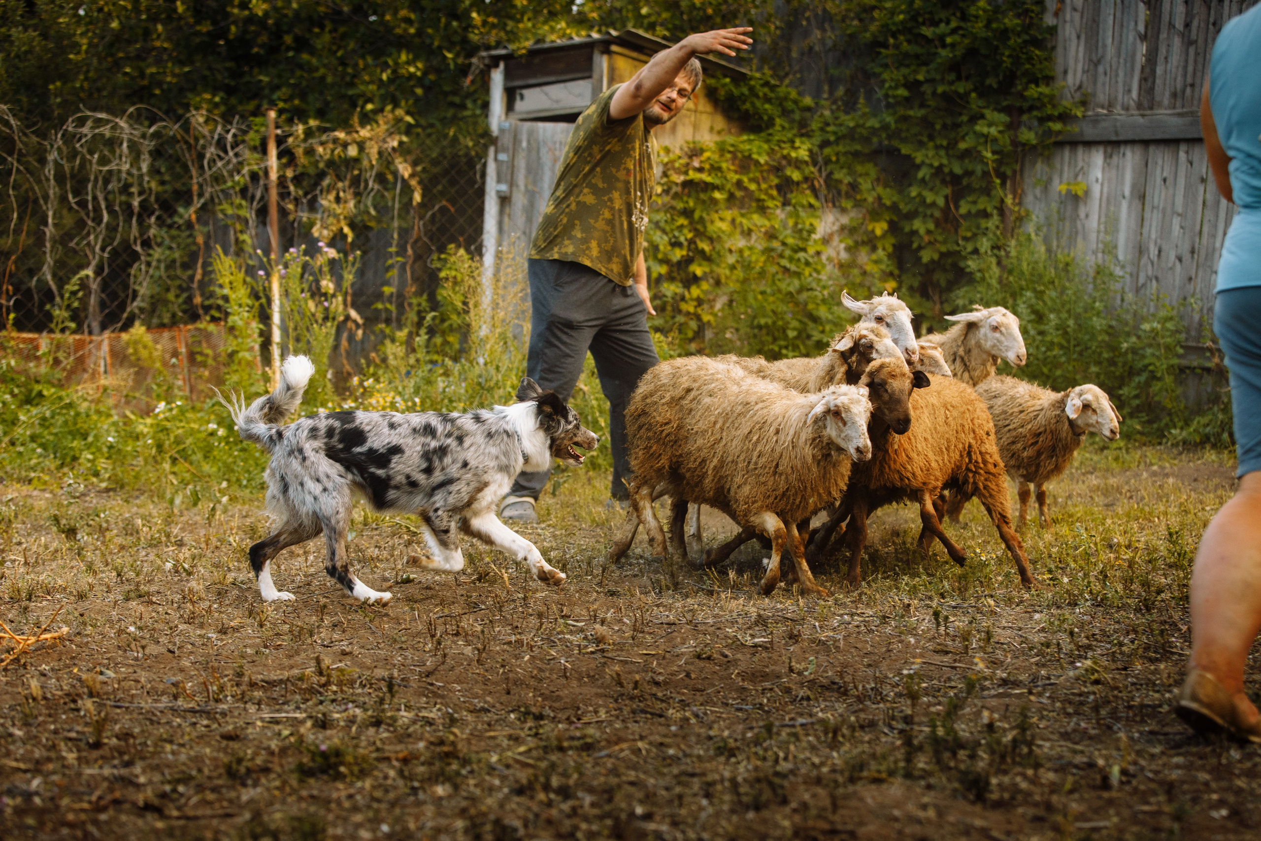 Овечий день. О нас