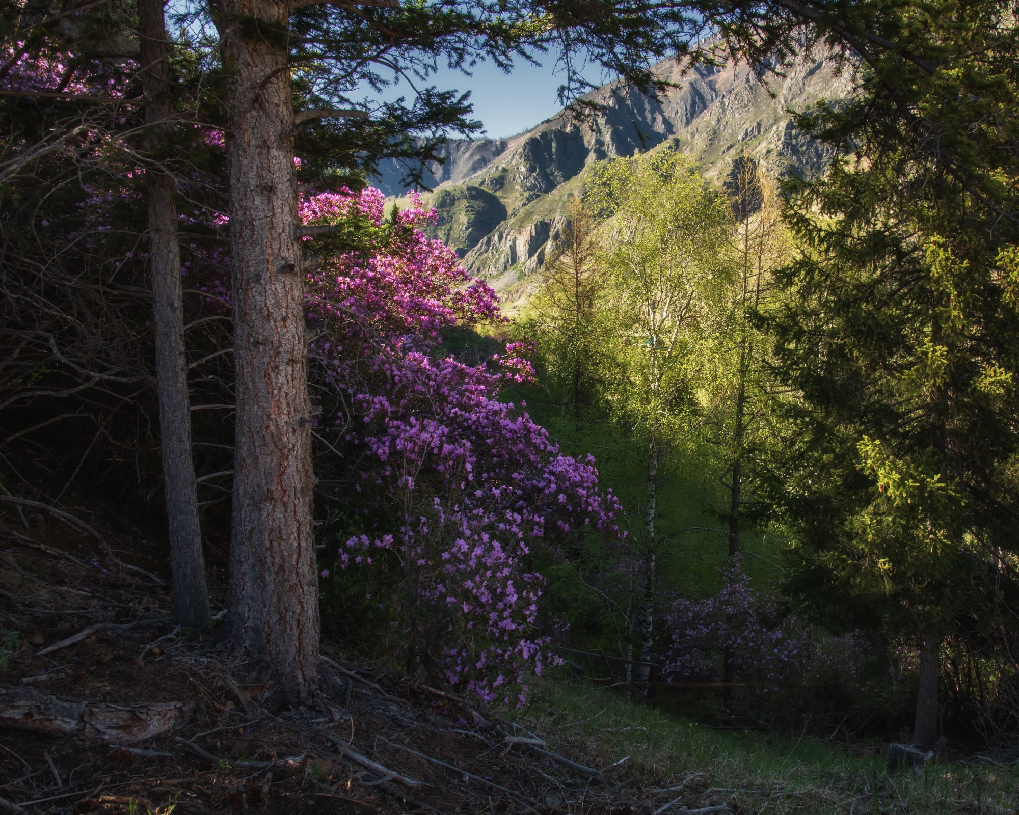 Под пологом весеннего леса. Онгудайский район, окрестности Белого Бома, май 2024
