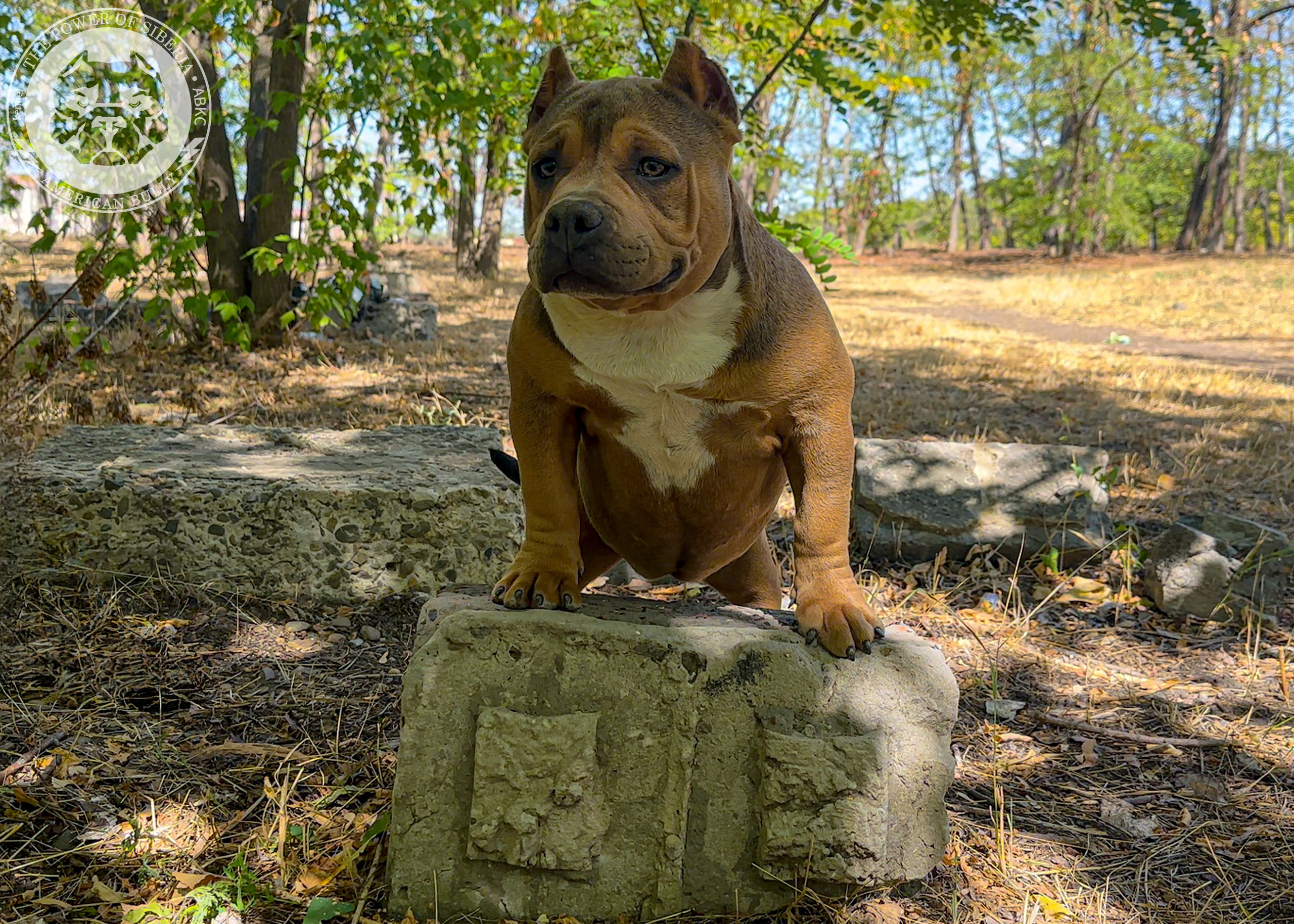 Помет Каспер и Тагира. 21.04.25. Американский Булли в г. Ростов-на-Дону. Питомник THE POWER OF SIBERIA