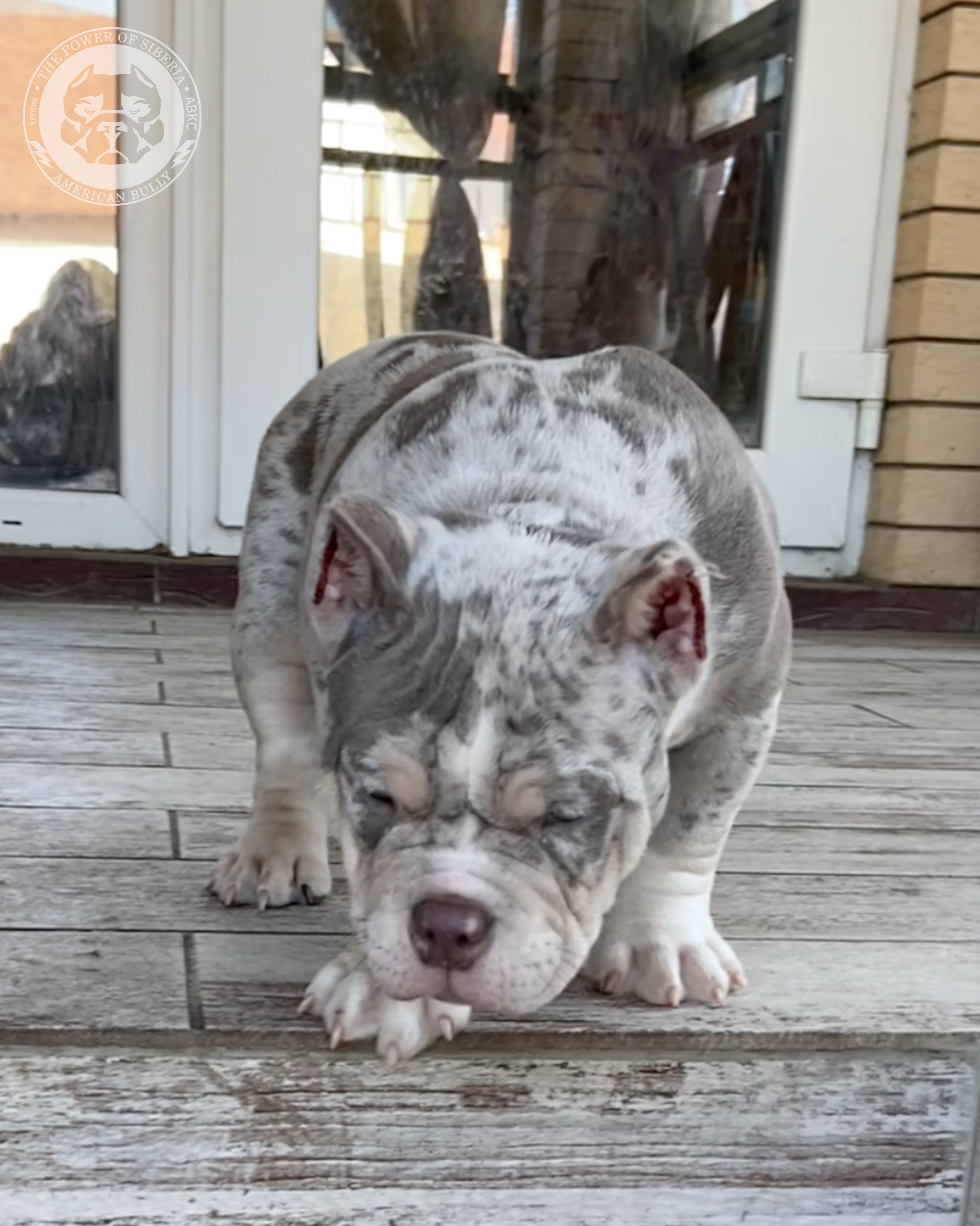Свободные щенки Американский Булли, в типах покет, классик, стандарт. Американский Булли в г. Ростов-на-Дону. Питомник THE POWER OF SIBERIA