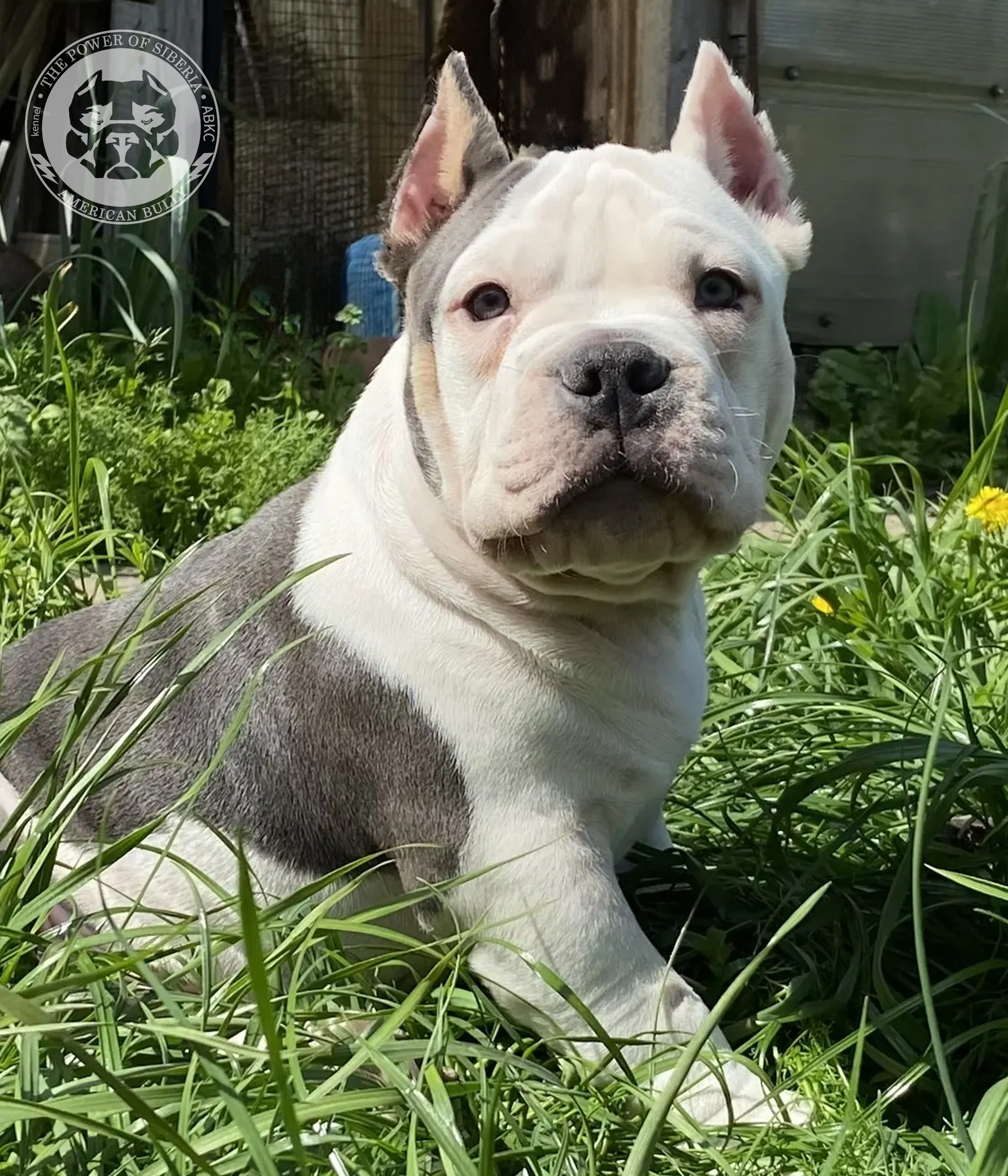 Свободные щенки Американский Булли, в типах покет, классик, стандарт. Американский Булли в г. Ростов-на-Дону. Питомник THE POWER OF SIBERIA