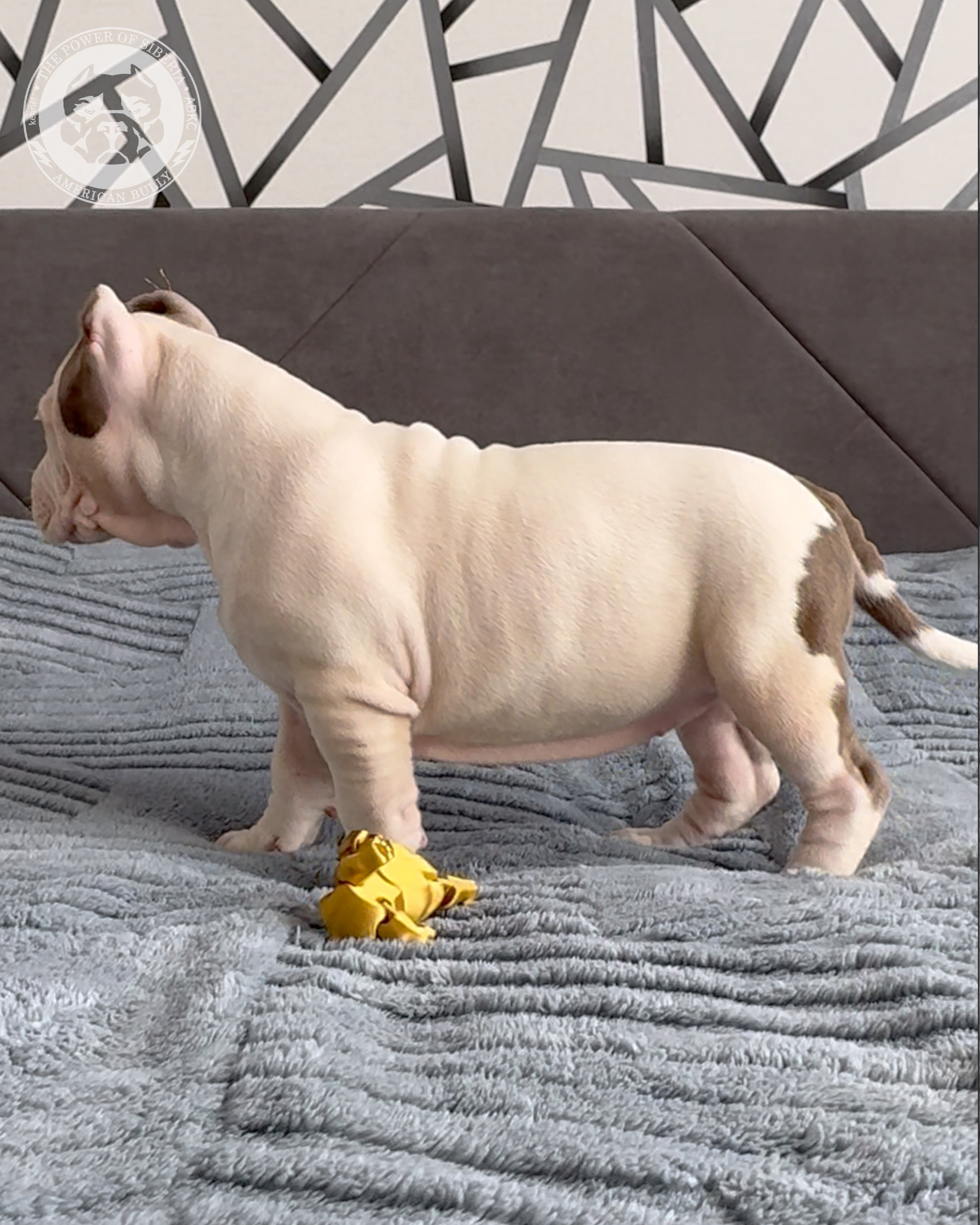 29.12.25-Терри-Локо. Американский Булли в г. Ростов-на-Дону. Питомник THE POWER OF SIBERIA