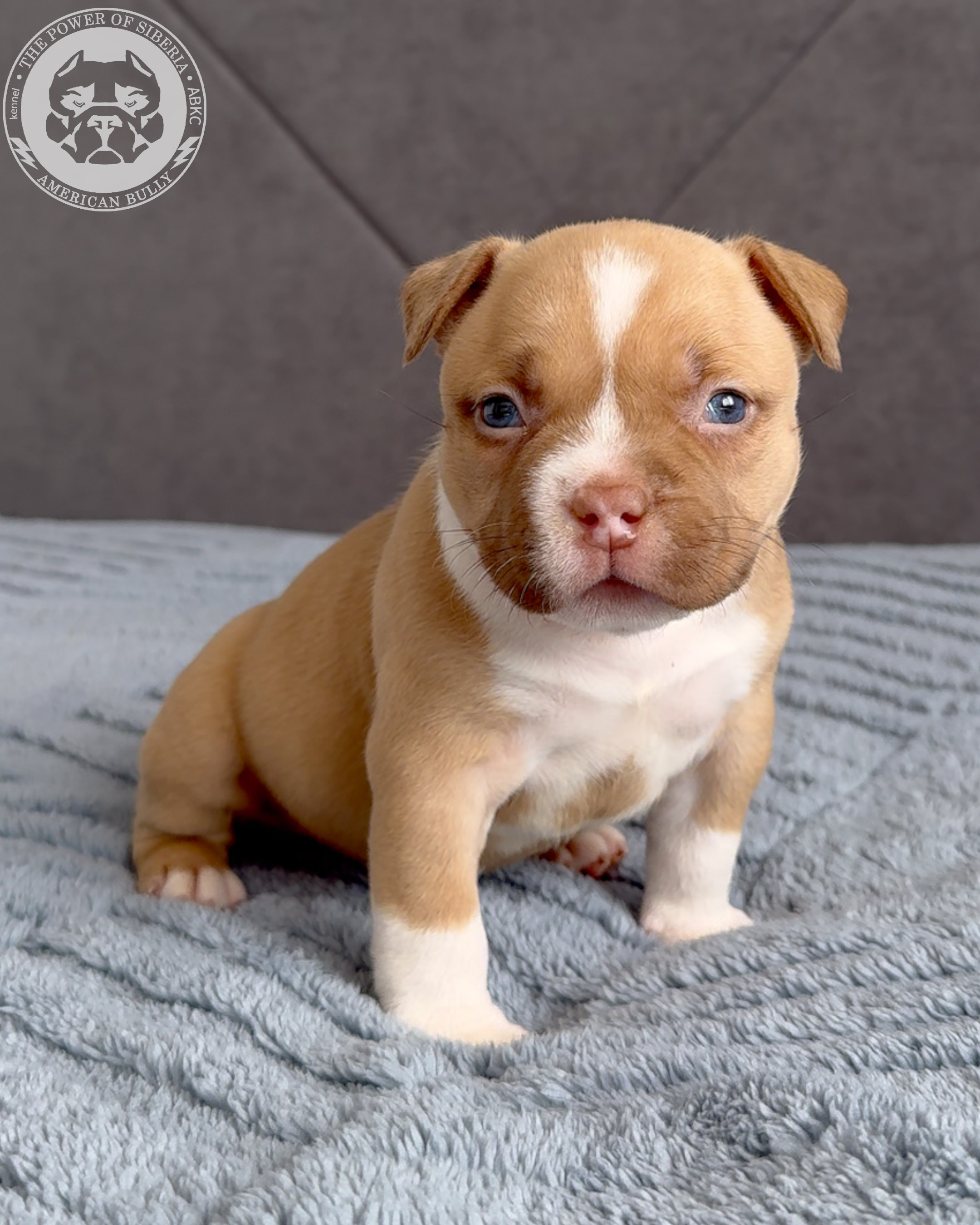 21.02.26-Мила-Турук. Американский Булли в г. Ростов-на-Дону. Питомник THE POWER OF SIBERIA