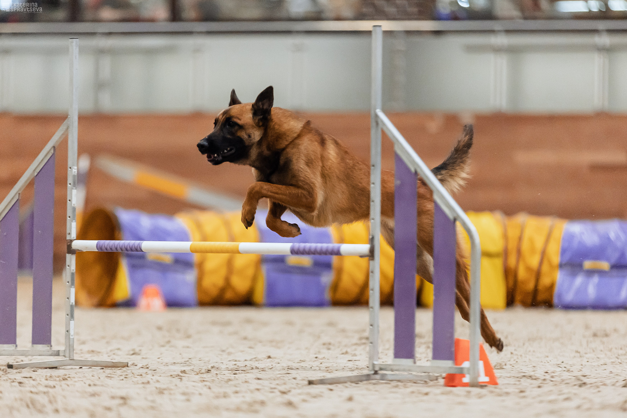 ЧРКФ Аджилити в Максима. Фотограф Анималист Екатерина Справцева в Нижнем Новгороде