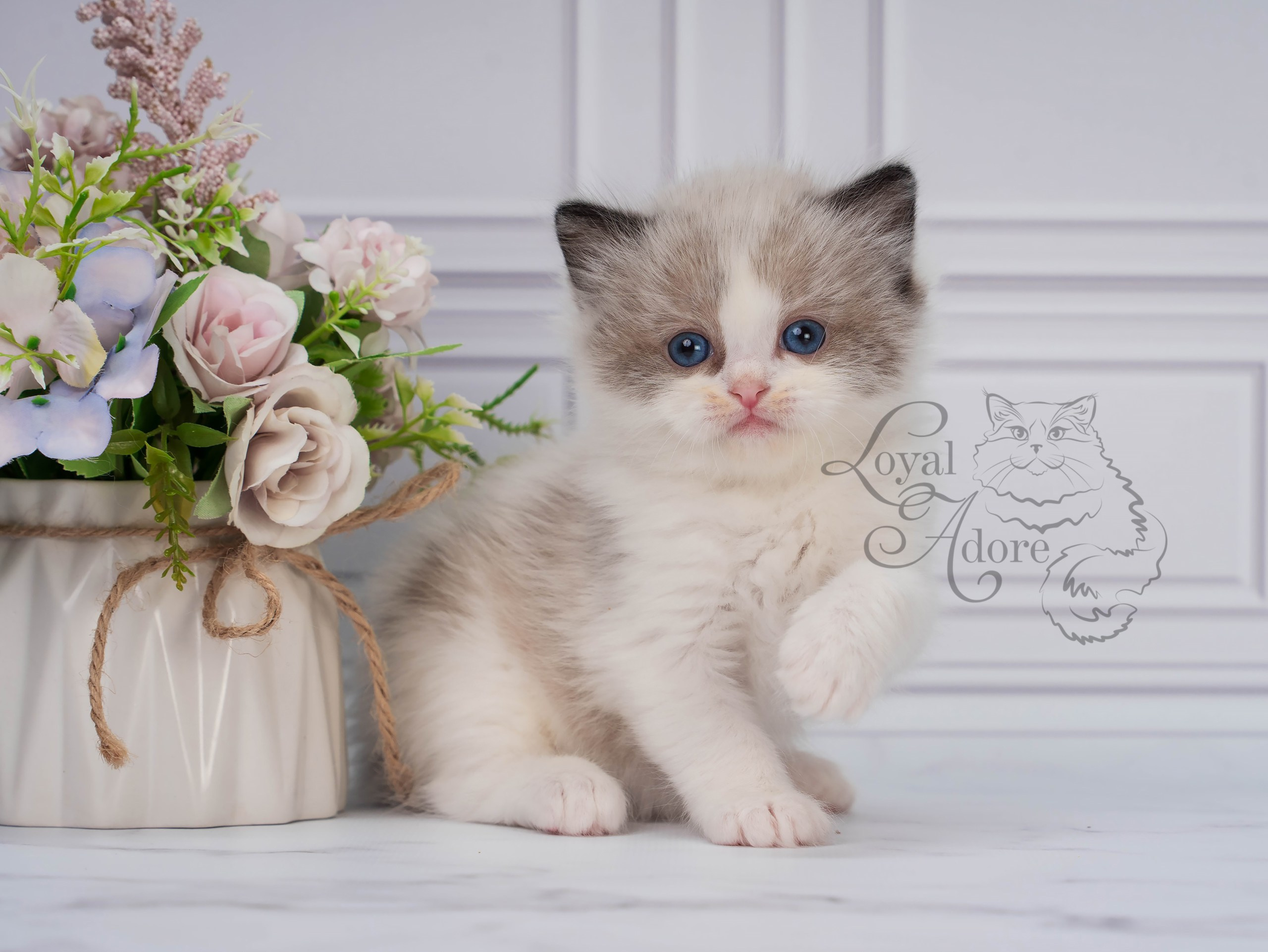 Котята рэгдолл от Loyal Adore. Питомник рэгдолл Loyal Adore