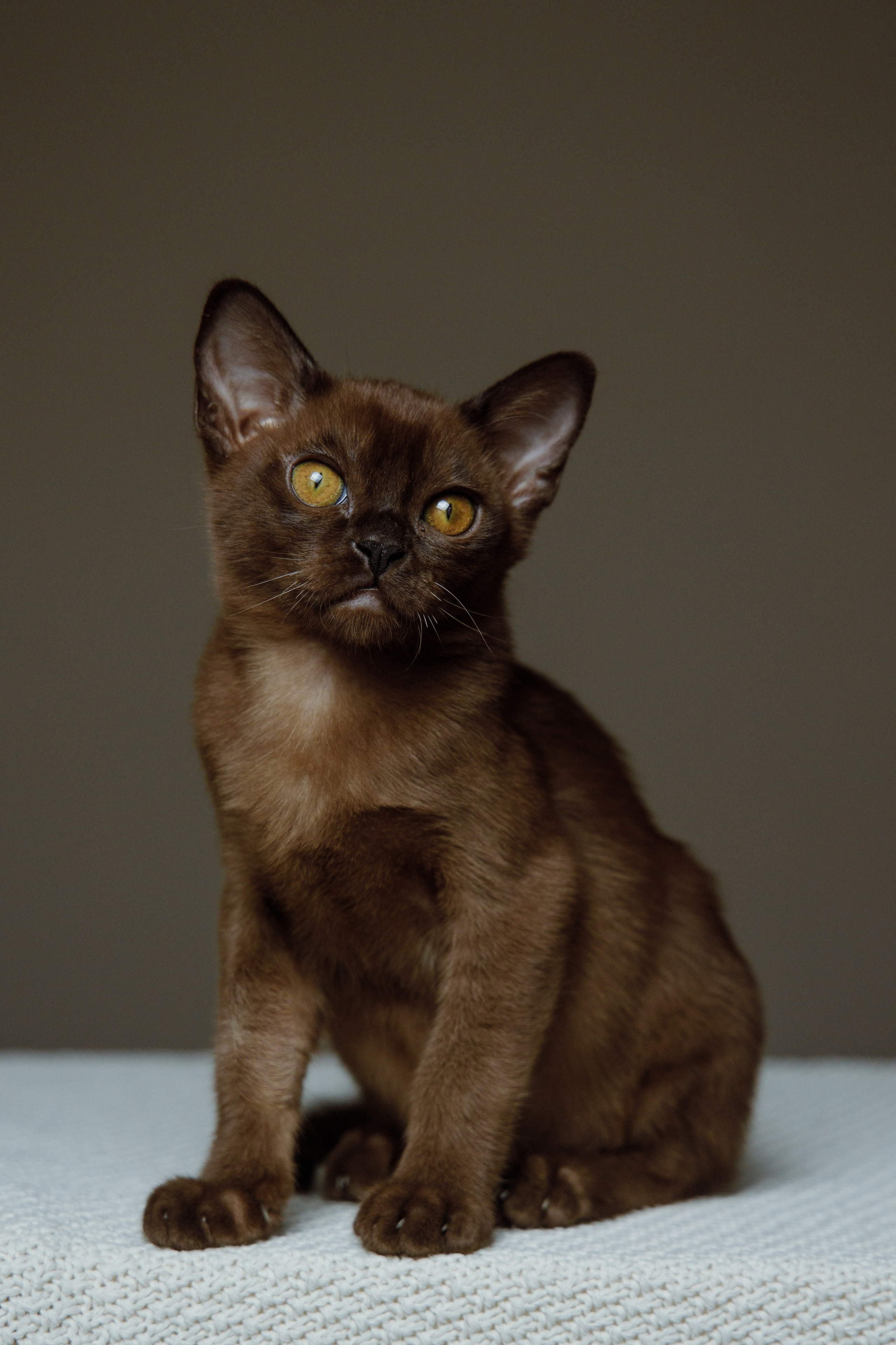 Лучшие бурмы. Фотограф Новороссийск