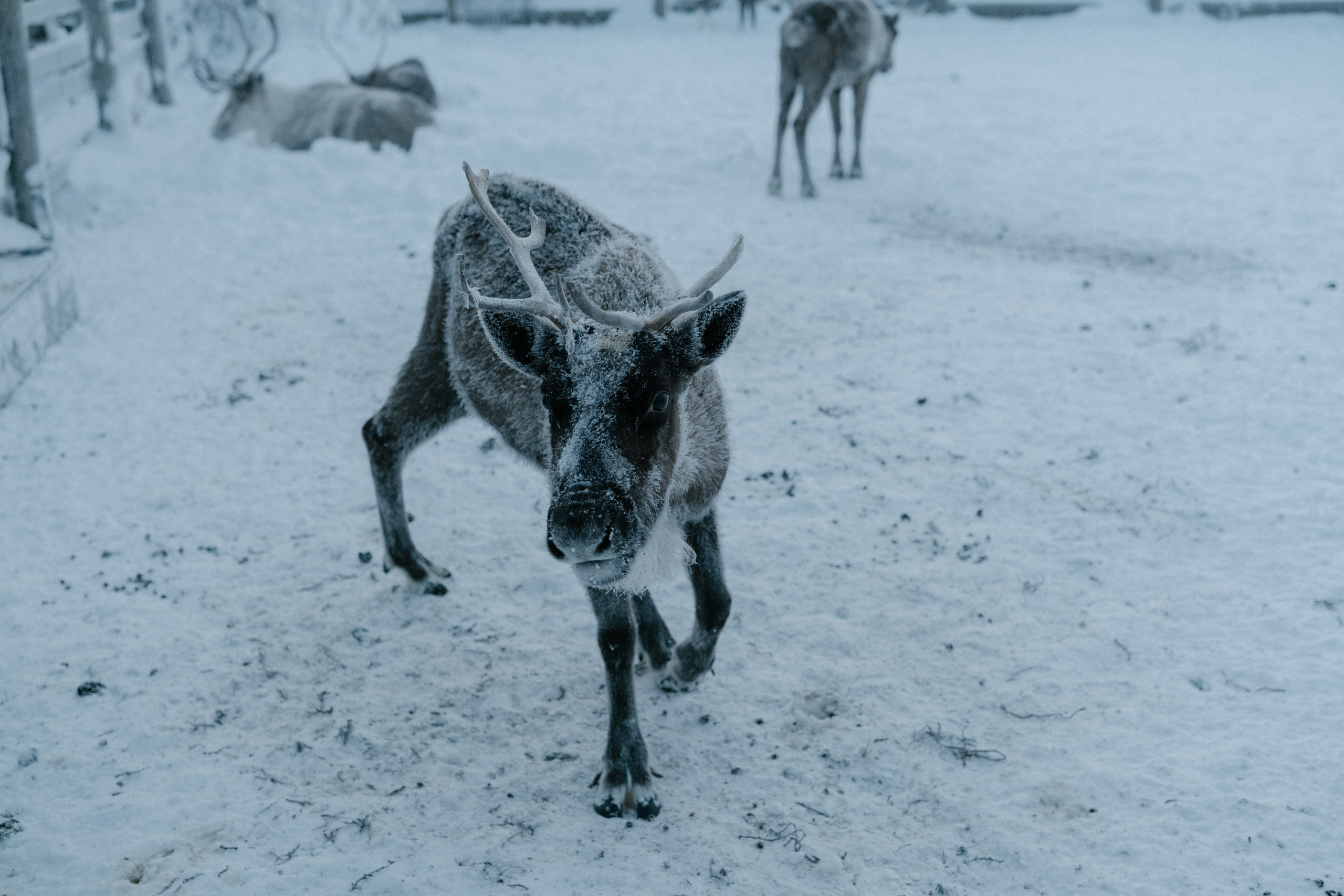 Фотографии Териберки | Филипп Линзин. Репортажный и портретный фотограф в Санкт-Петербурге Филипп Линзин