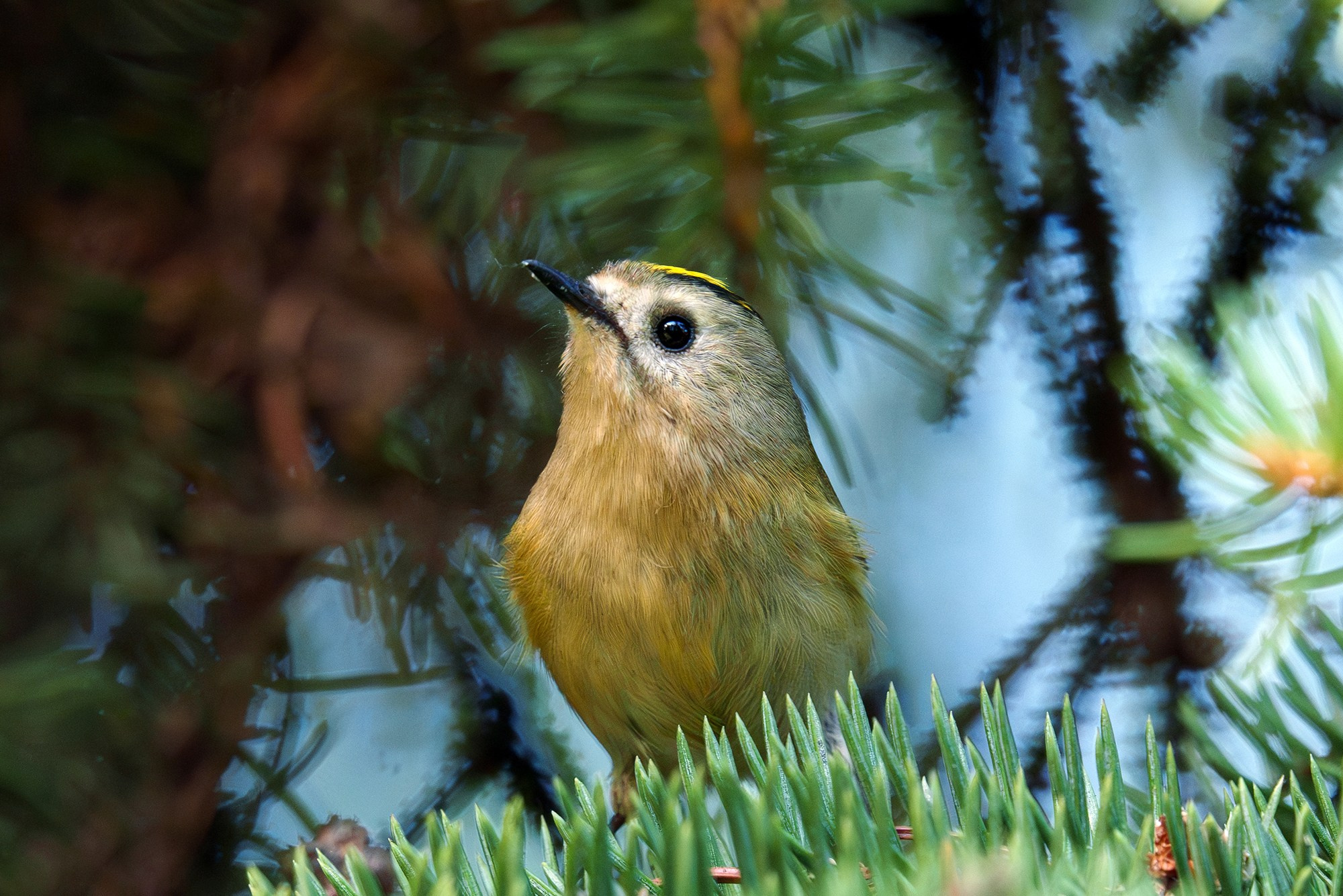 Удивительные мир птиц. Вокруг нас столько прекрасного — присмотритесь!. Ваш личный фотограф Марина Волкова