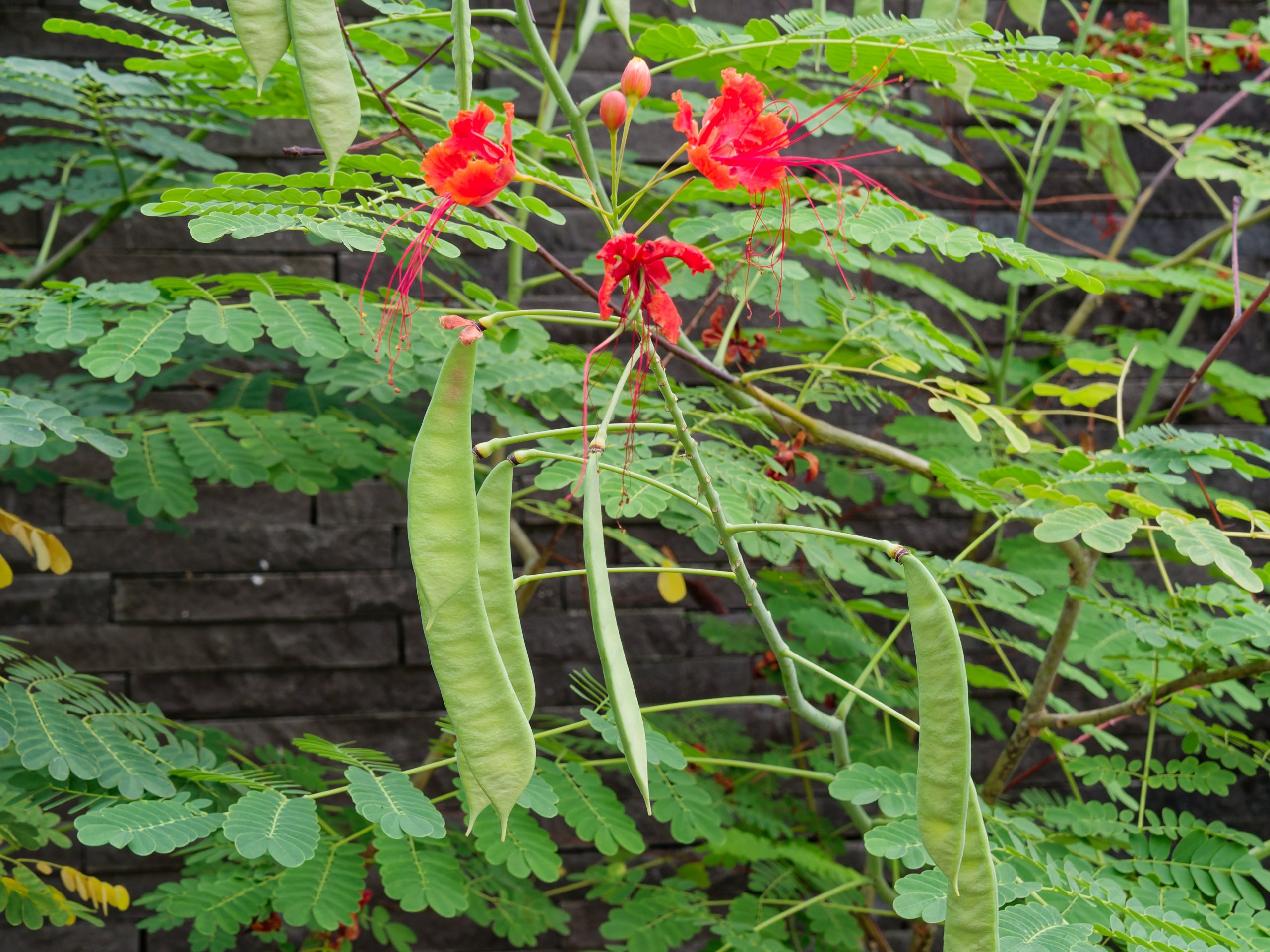 Хайнань 2026, флора, цветы и деревья. Фотопрогулки по Миру