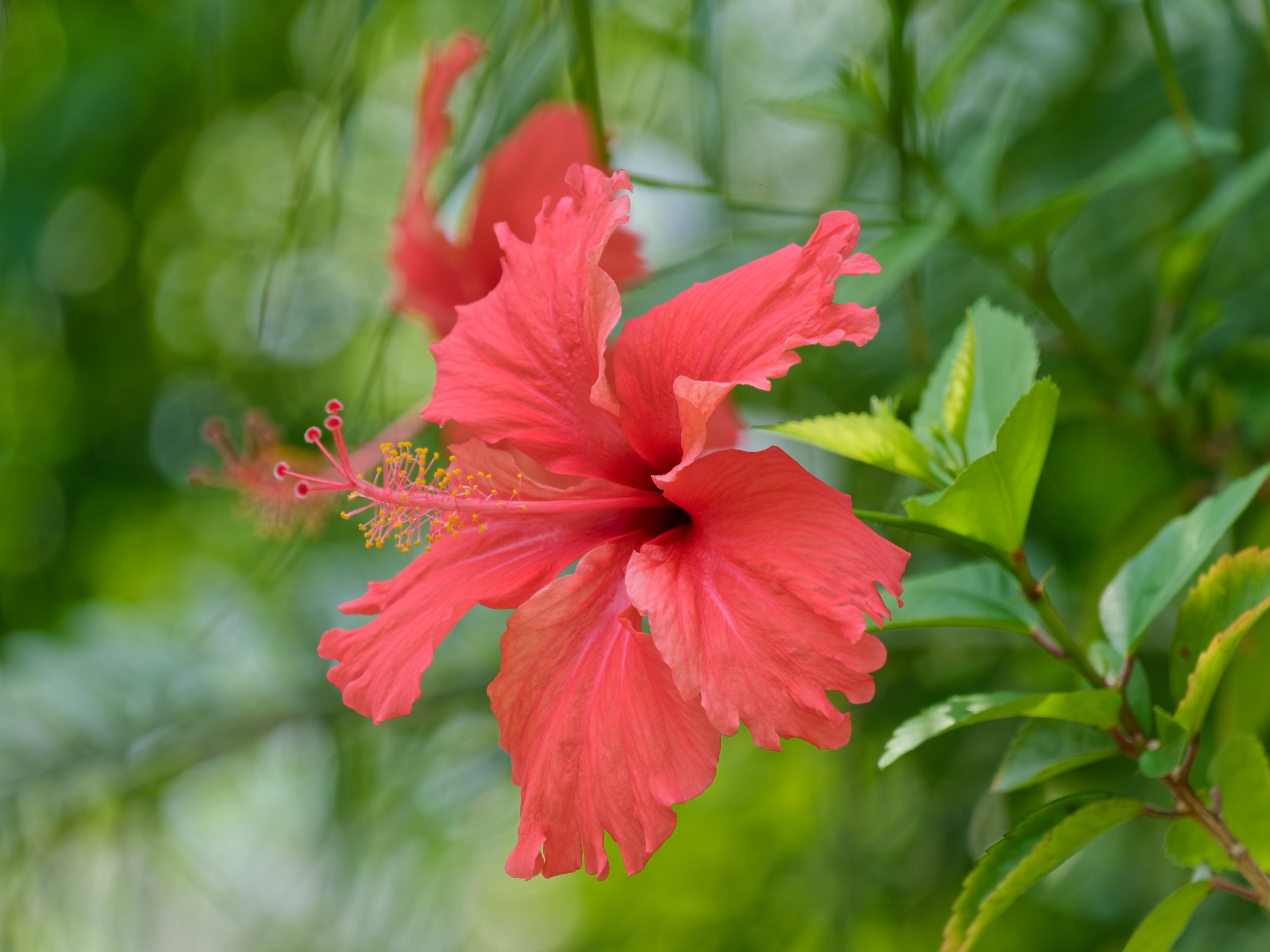 Хайнань 2026, флора, цветы и деревья. Фотопрогулки по Миру