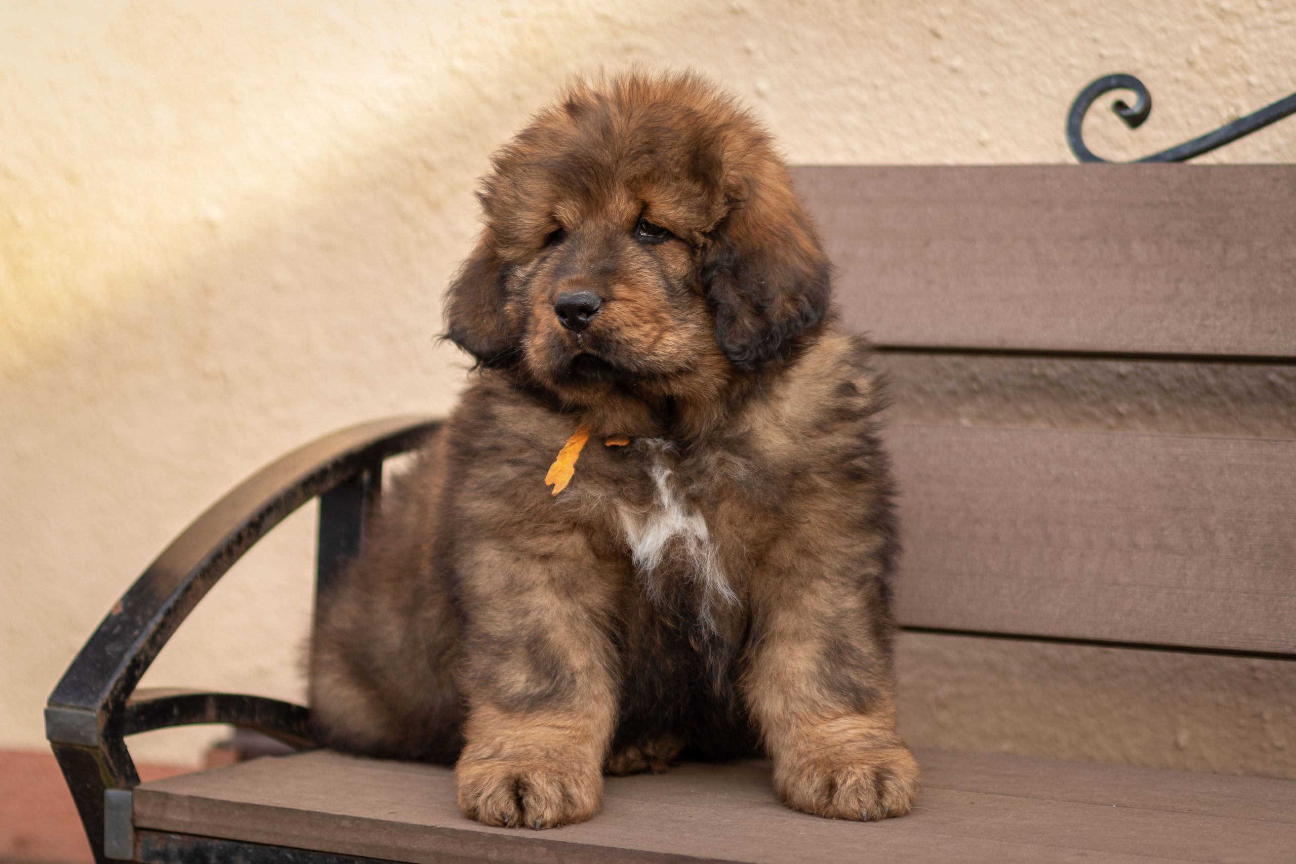 Тибетский мастиф. Юлия Микульская. Рыбинск