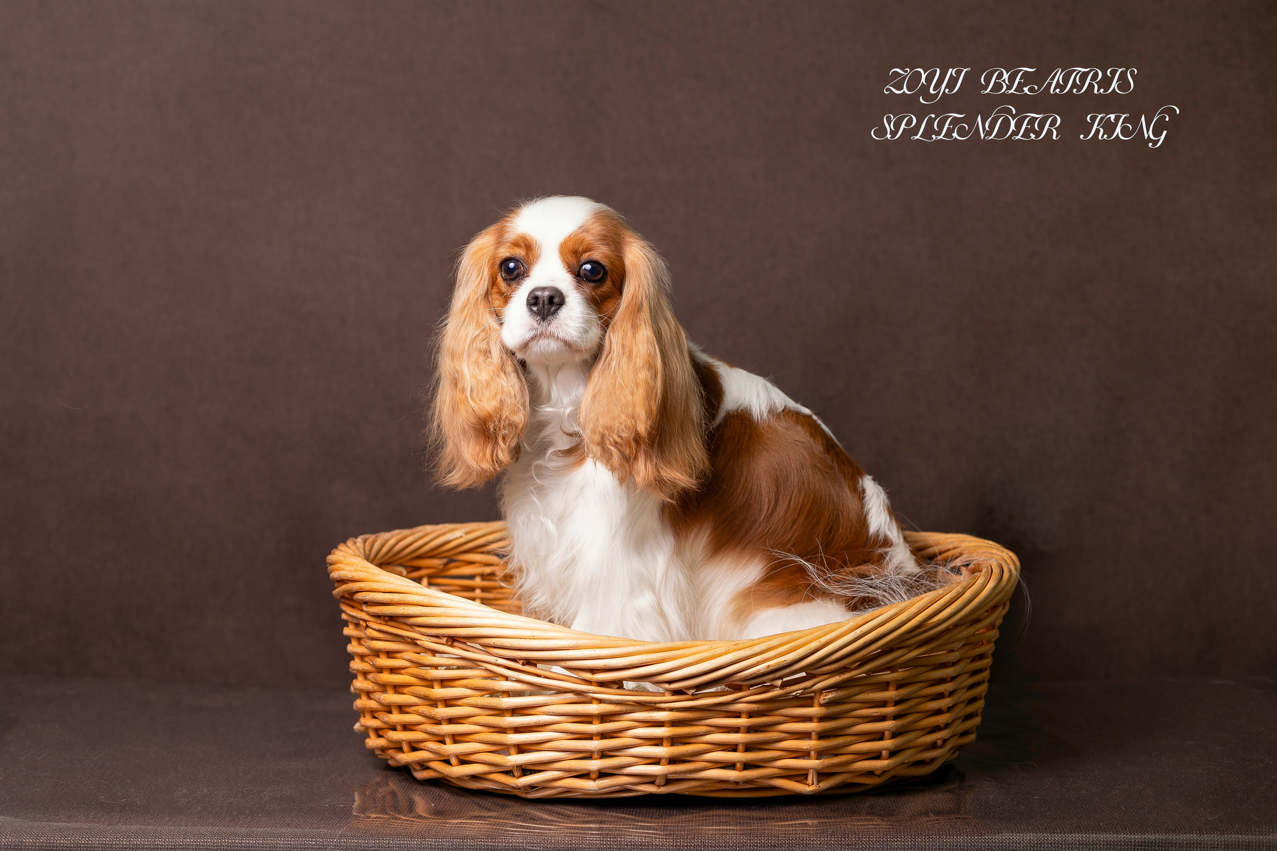 Фотосессия Бетти!. Фотограф 📸 семейный, предметный, репортажный