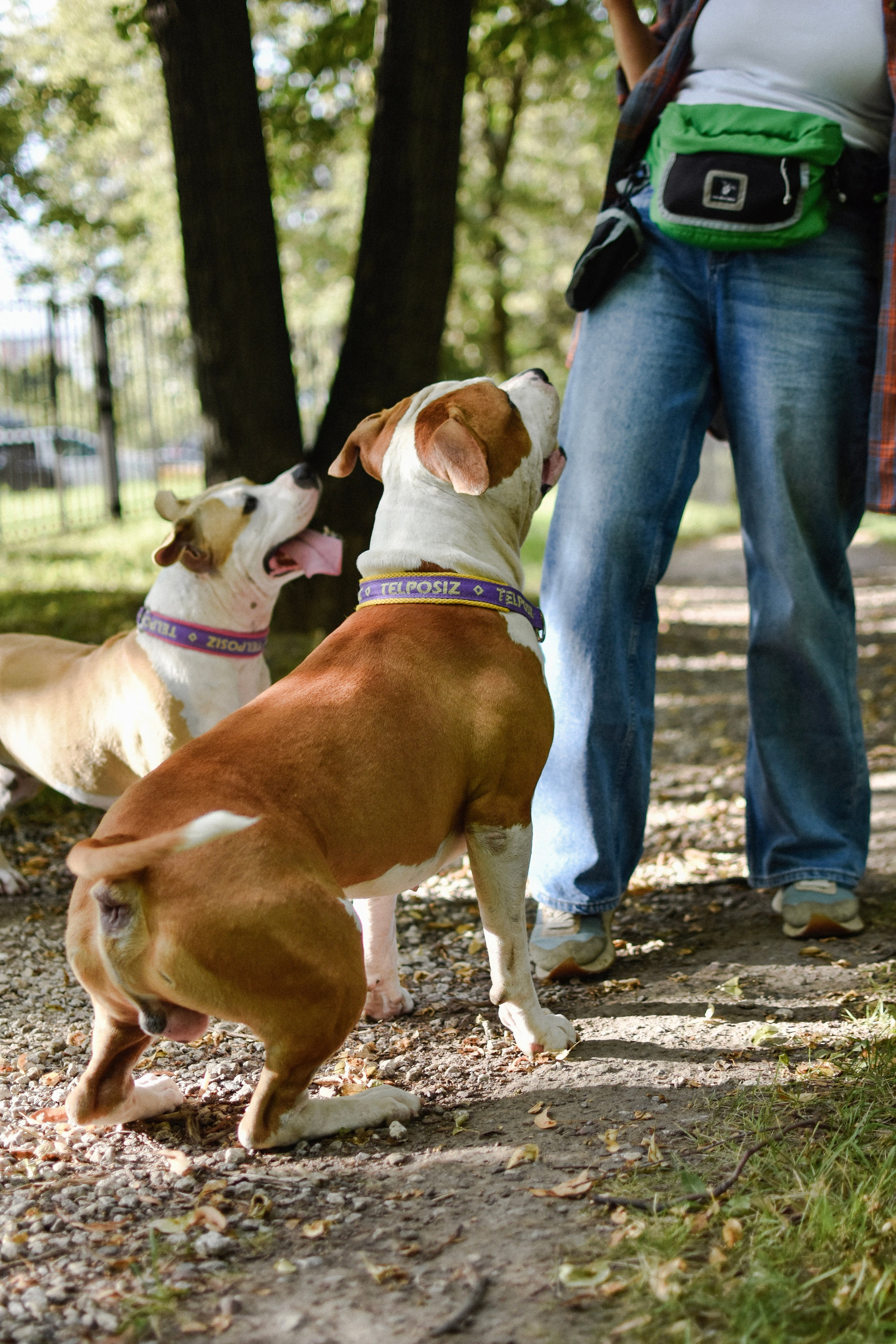 Стив, Стеша и Маша. Фотограф-анималист Ксения Шевцова|Москва