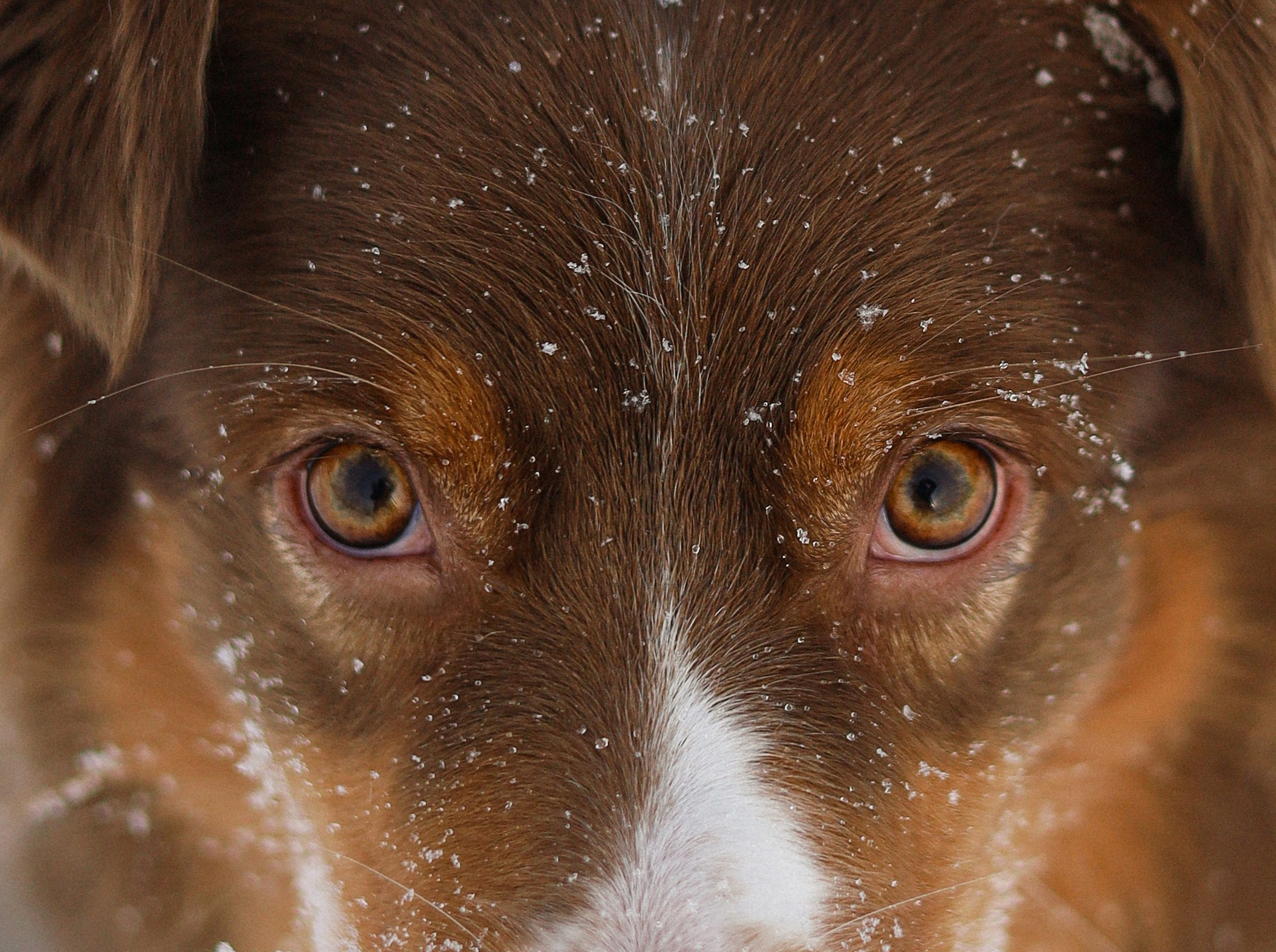 Макалу и Аня. Фотограф-анималист Ксения Шевцова|Москва