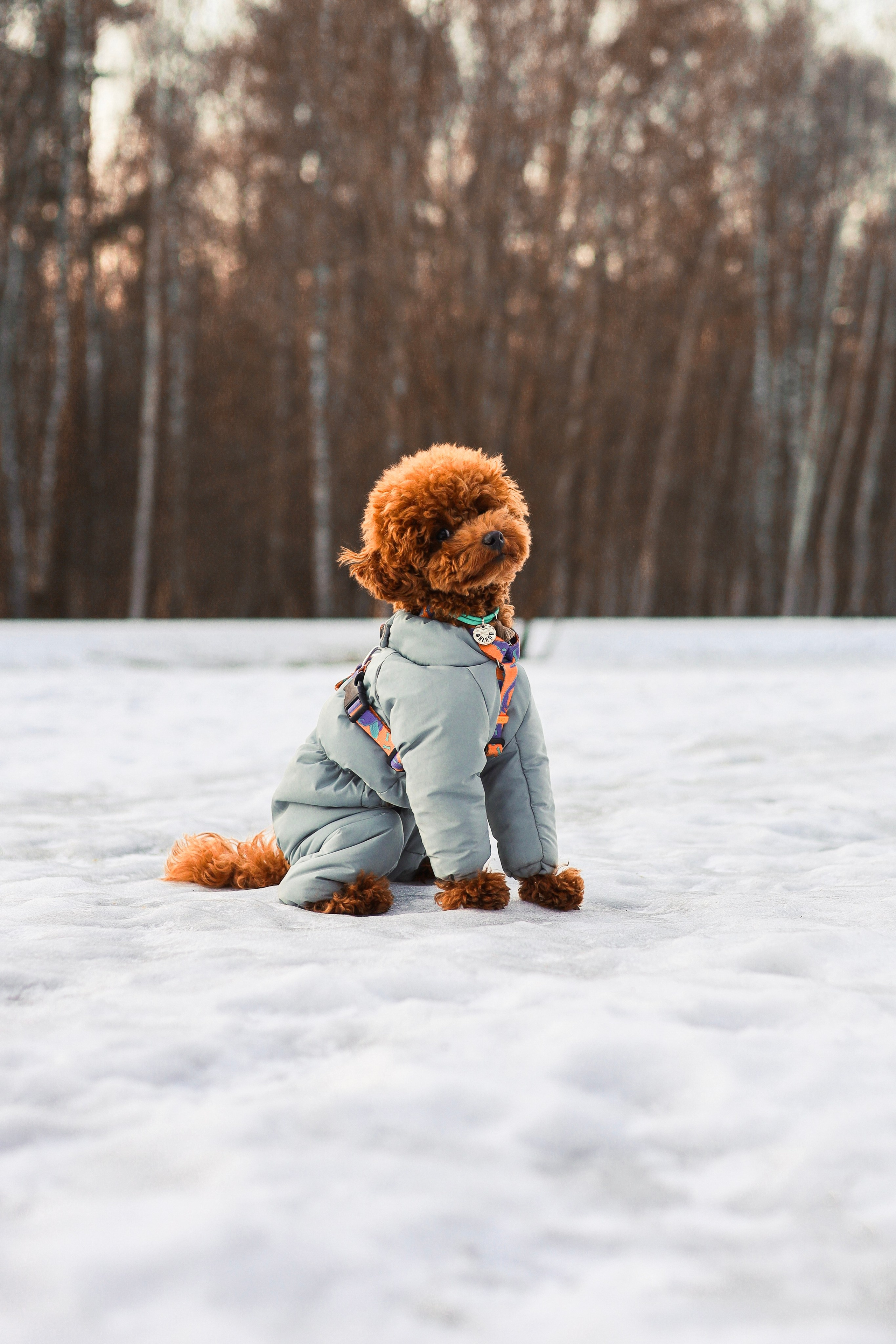 Филипп и Настя. Фотограф-анималист Ксения Шевцова|Москва