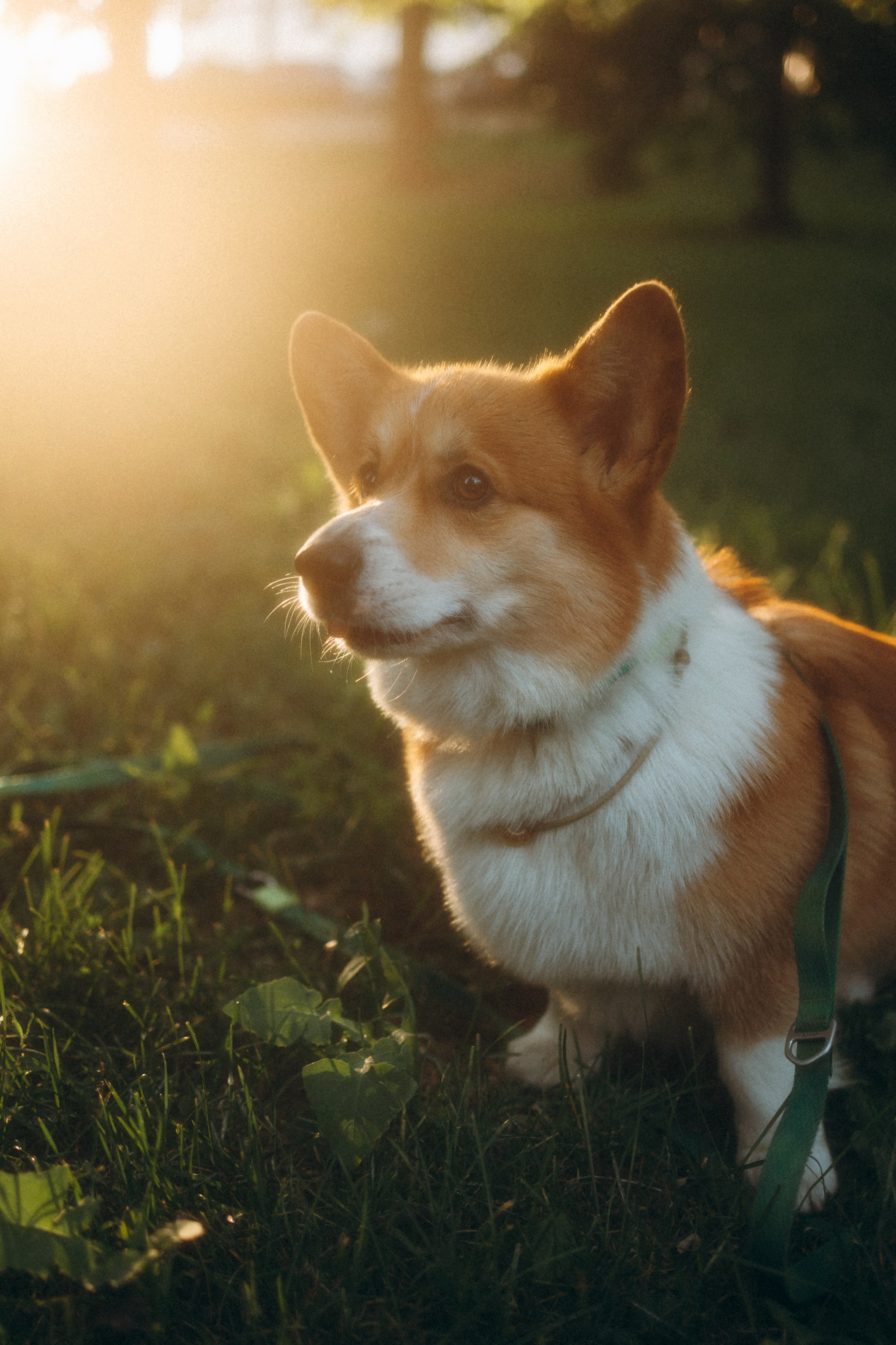 Момо, Люда и Эд. Фотограф анималист Анастасия Пикей