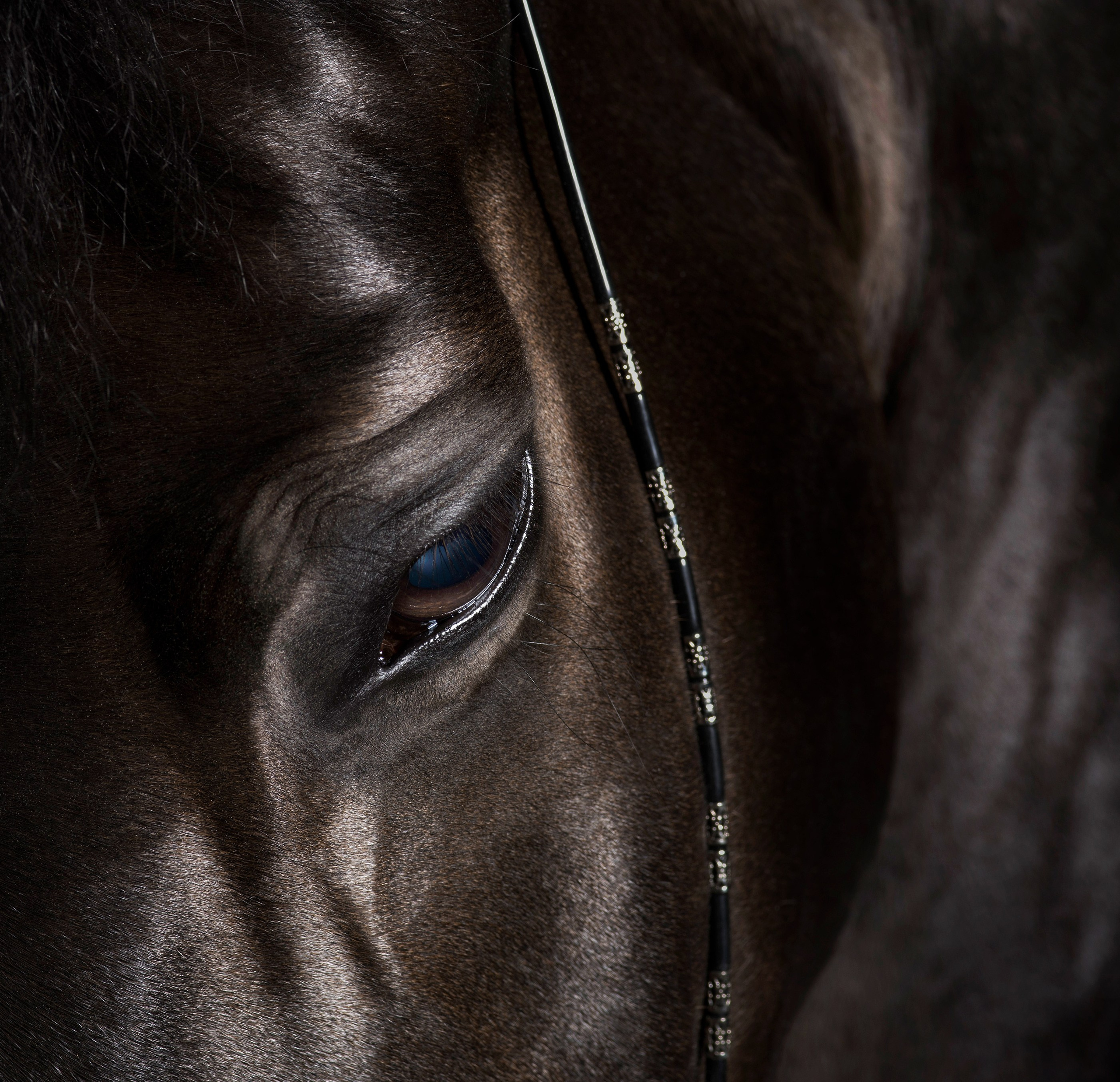 HORSES. LUMEN DUO Art photography for interiors