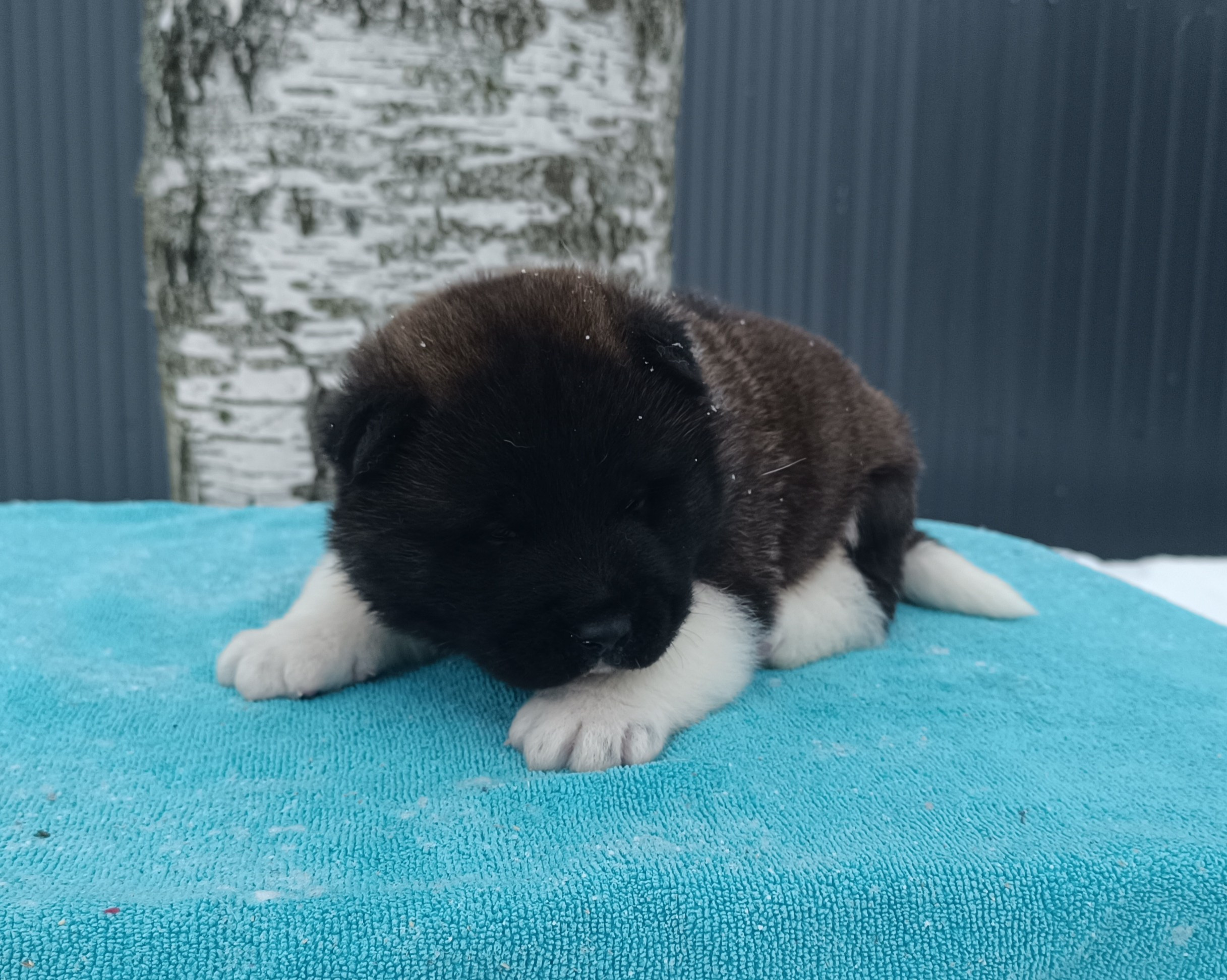 Американская акита  щенки питомник Санкт-Петербург клубные щенки Американская акита питомник RUBYLIGHT Рубилайт купить щенка американской акиты