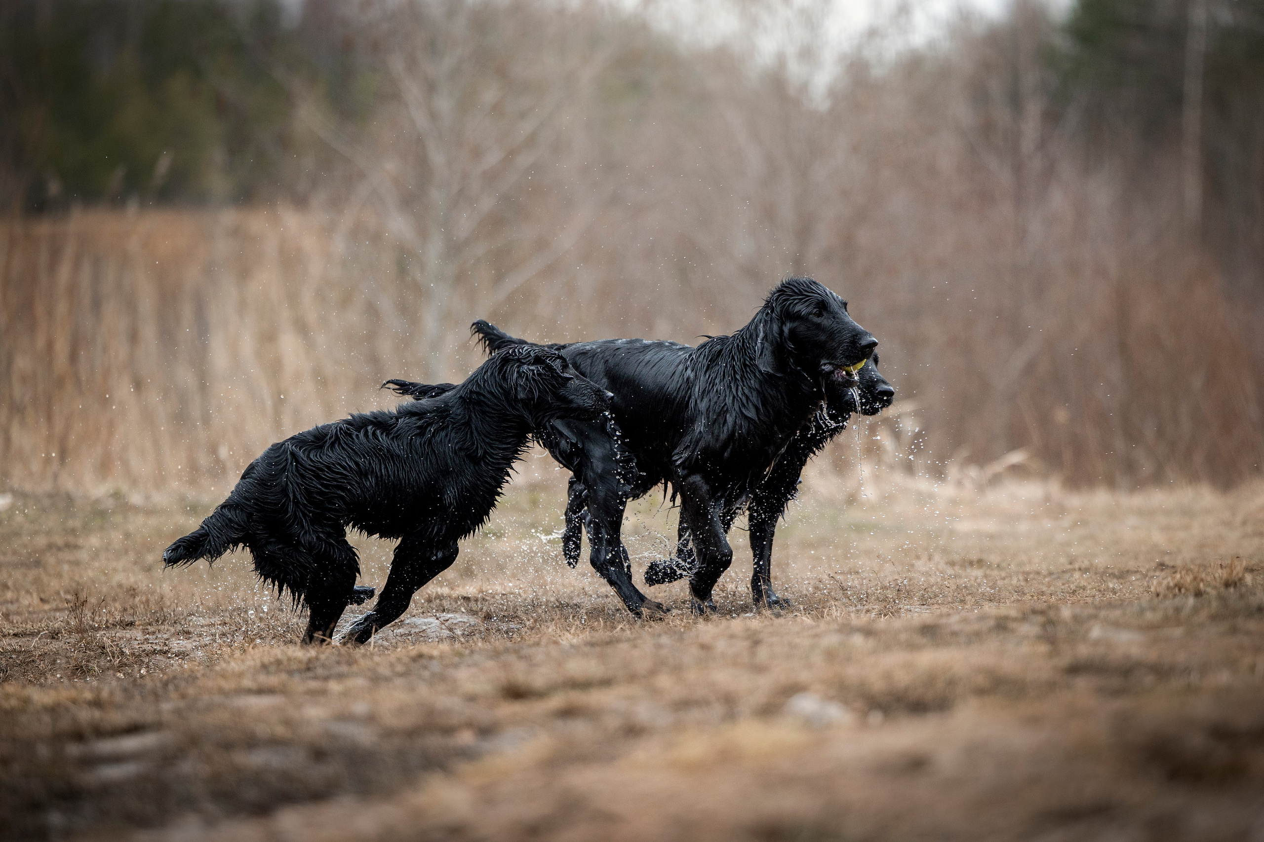 Ора, Ева, Рози и их семья. Фотограф — Анималист | Санкт-Петербург