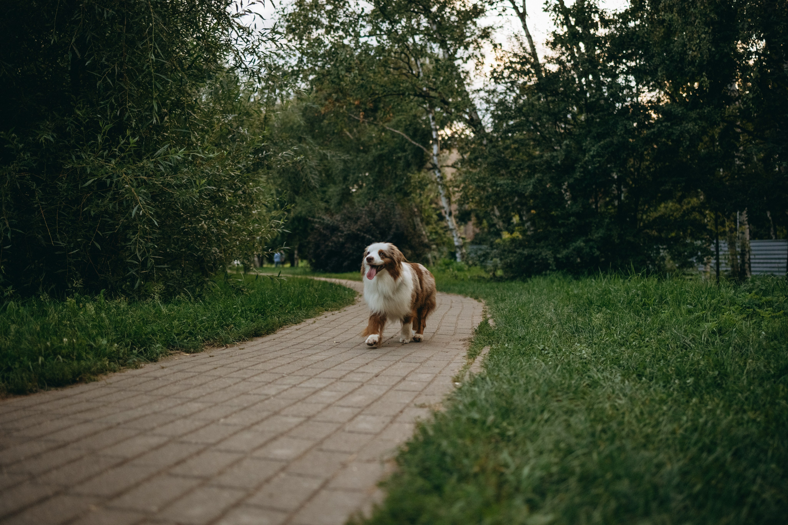 Маша и Эклер. Фотограф — Анималист | Санкт-Петербург