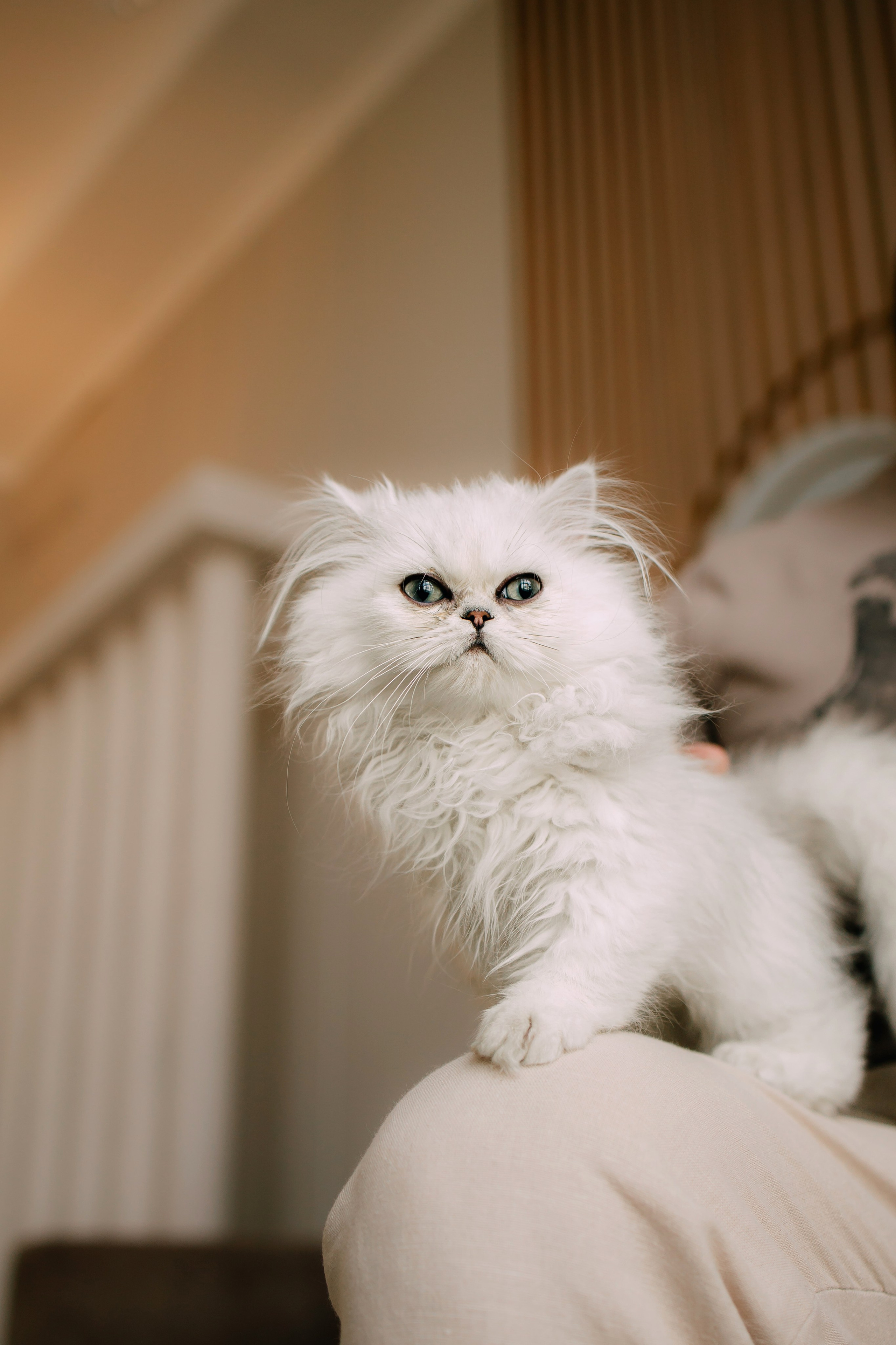 Султан, Мэй Мэй и Шанталь и их семья