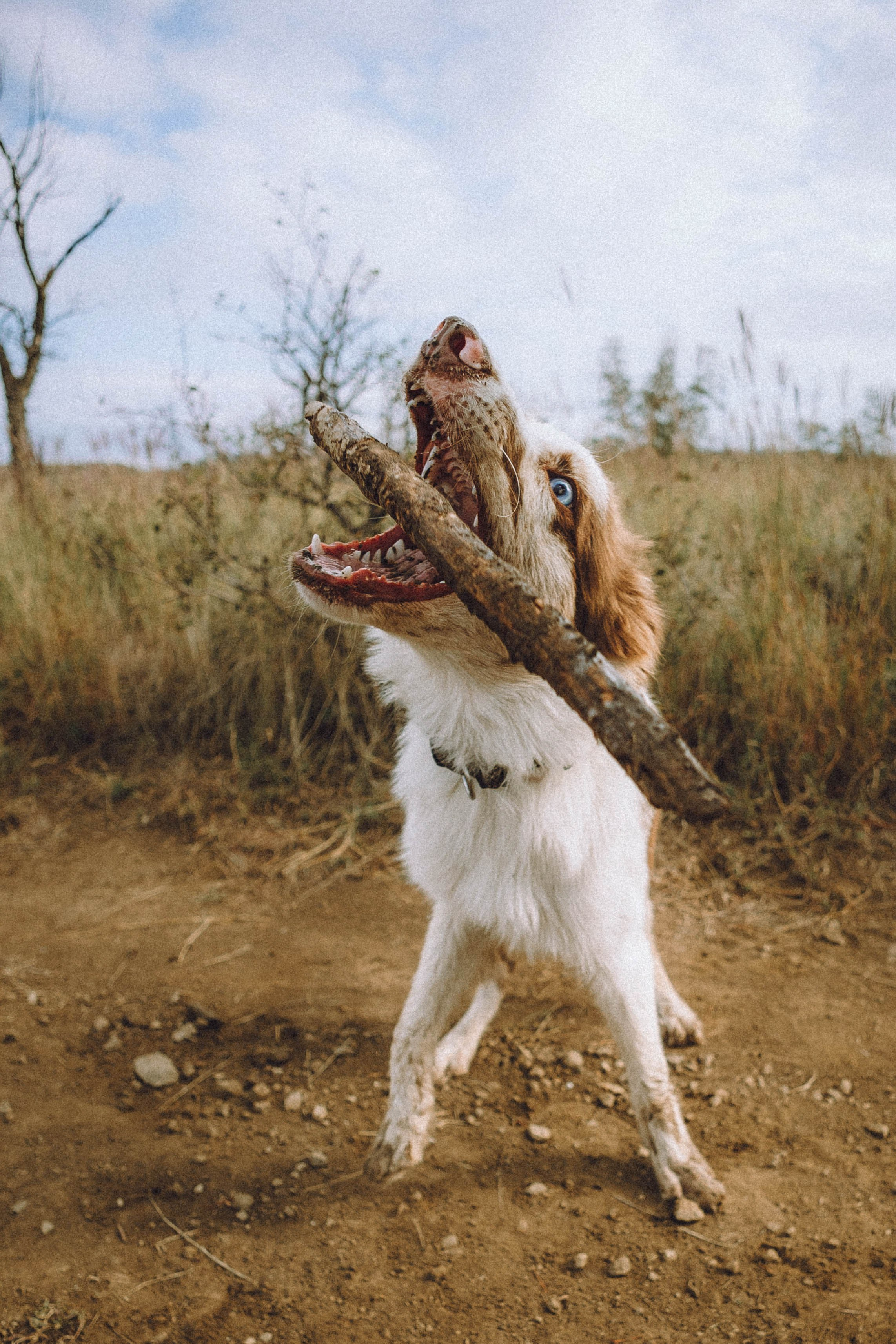 Оля, Саша и Айко