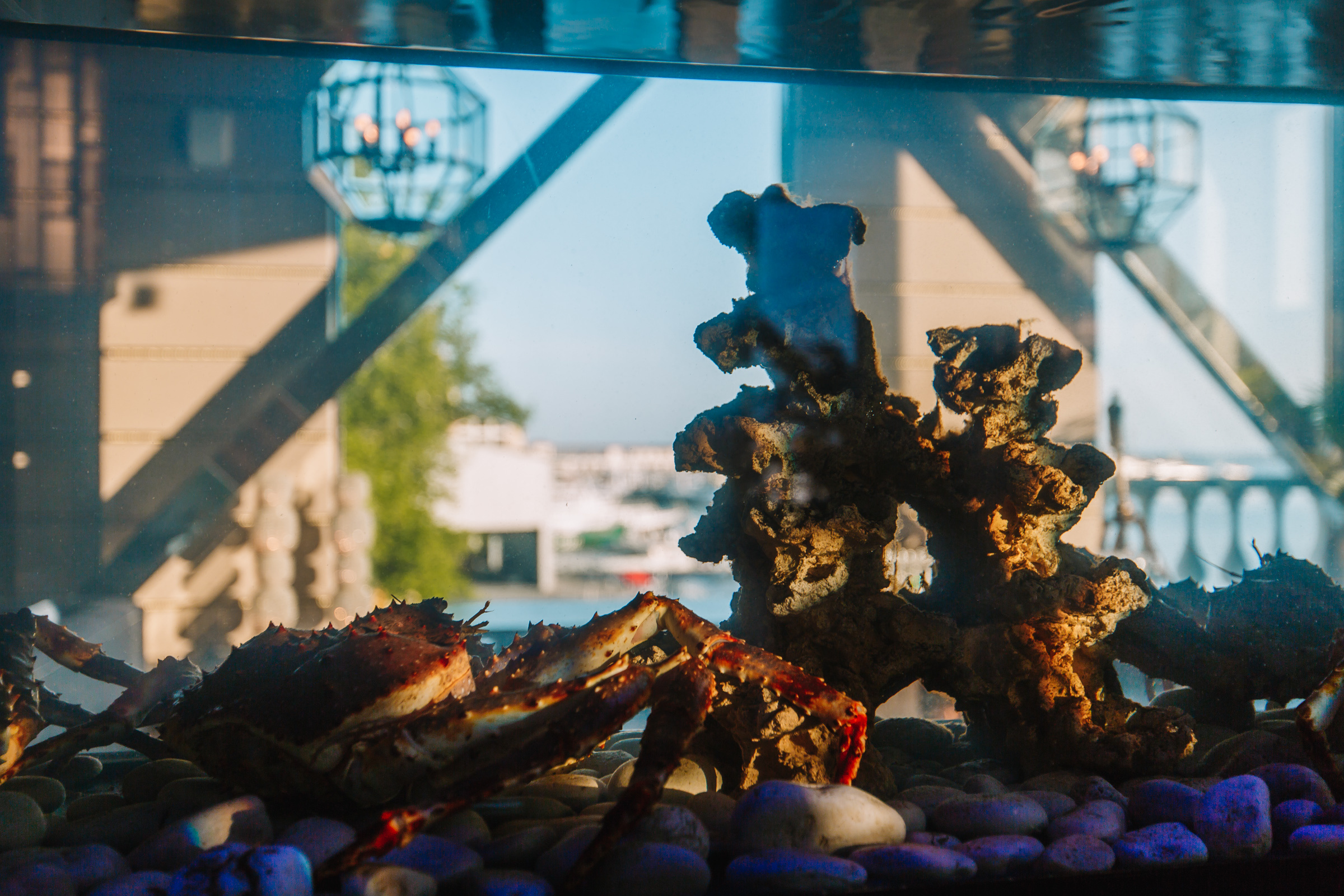 Гастроужин в ресторане ДОМ. Репортажный Фотограф в Сочи и Москве Алексей Орлов
