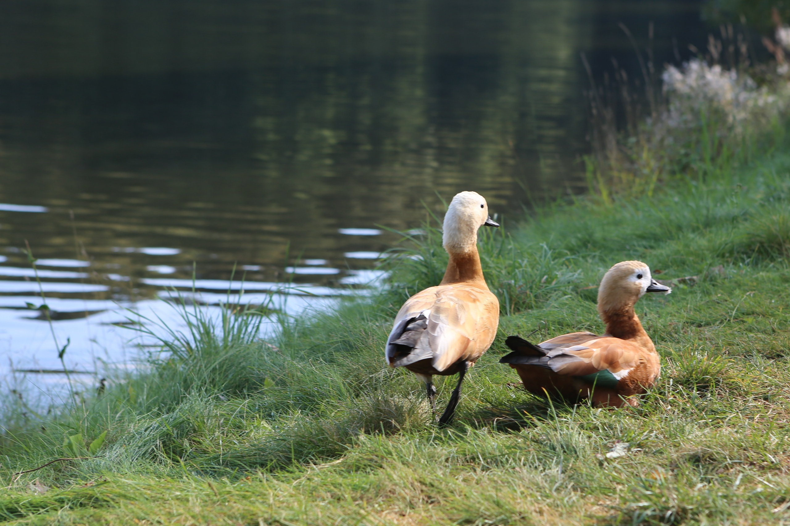 Скандинавская прогулка в Царицынском парке. Фотограф Антонина Гудкова