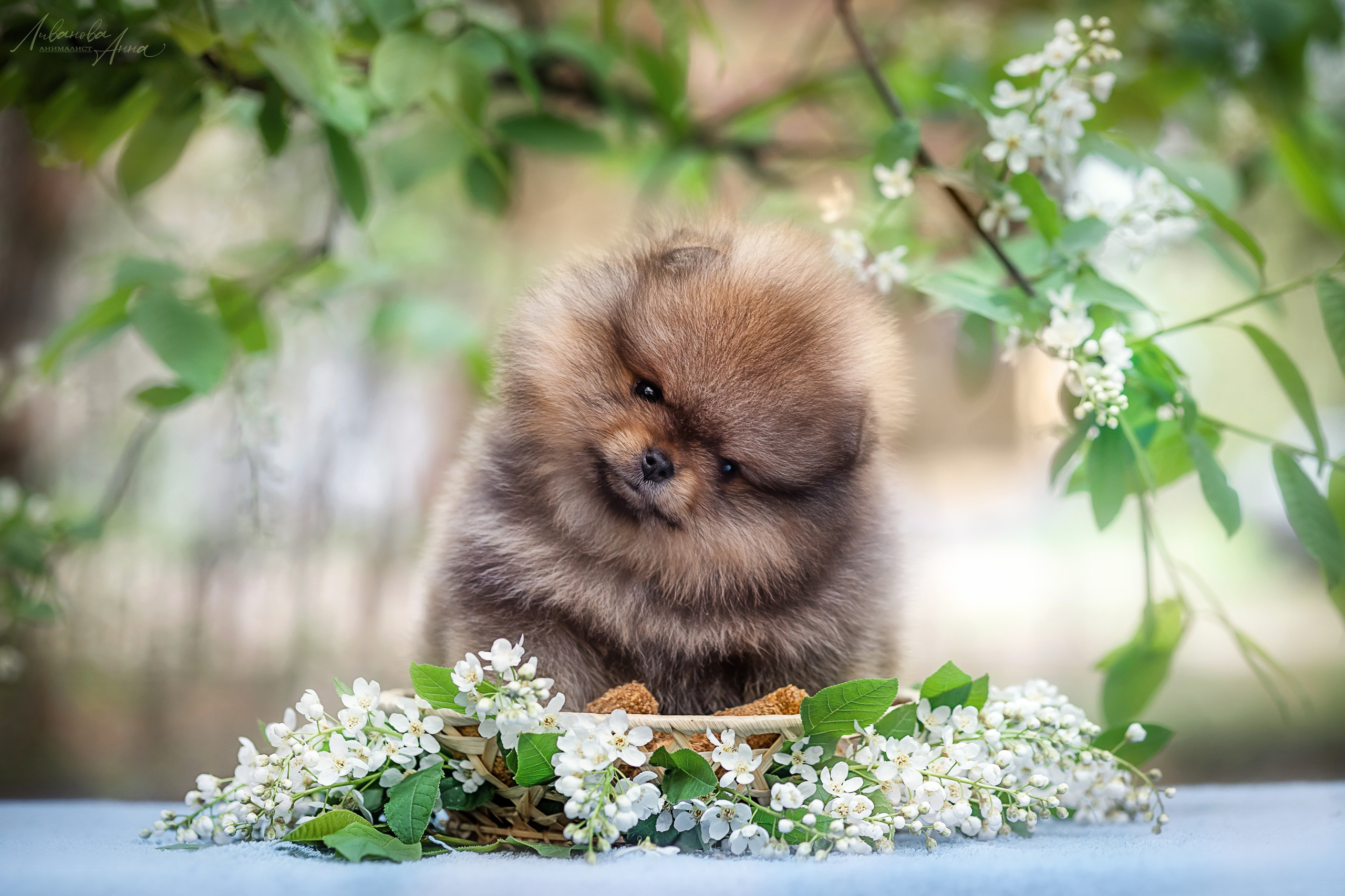 Шпицы. Фотограф анималист Аня Ливанова | Рыбинск