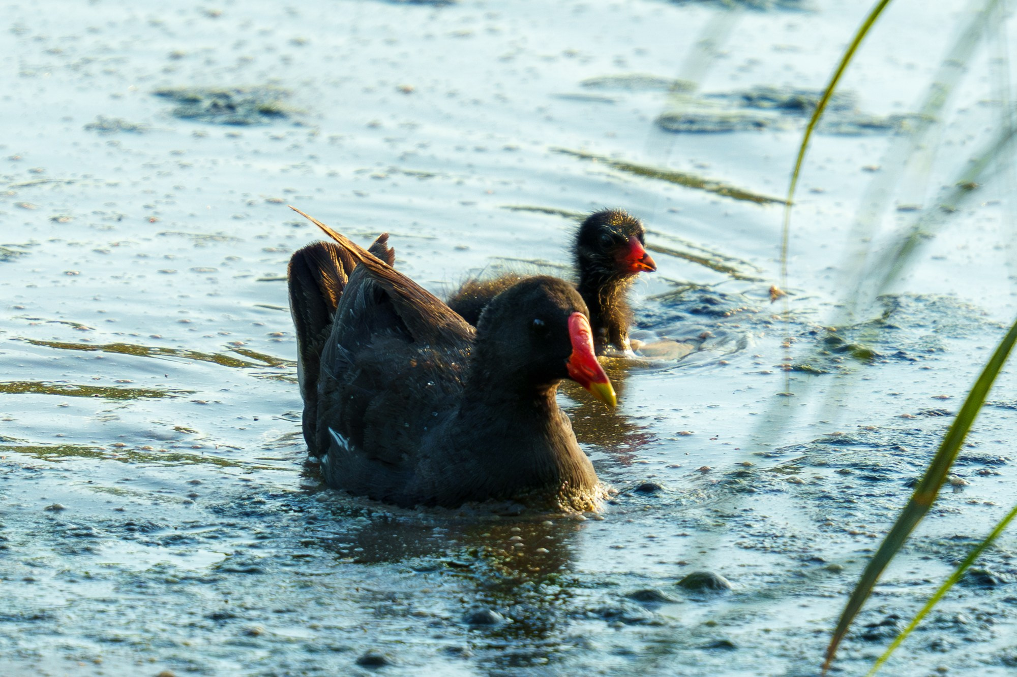 Удивительные мир птиц. Вокруг нас столько прекрасного — присмотритесь!. Ваш личный фотограф Марина Волкова